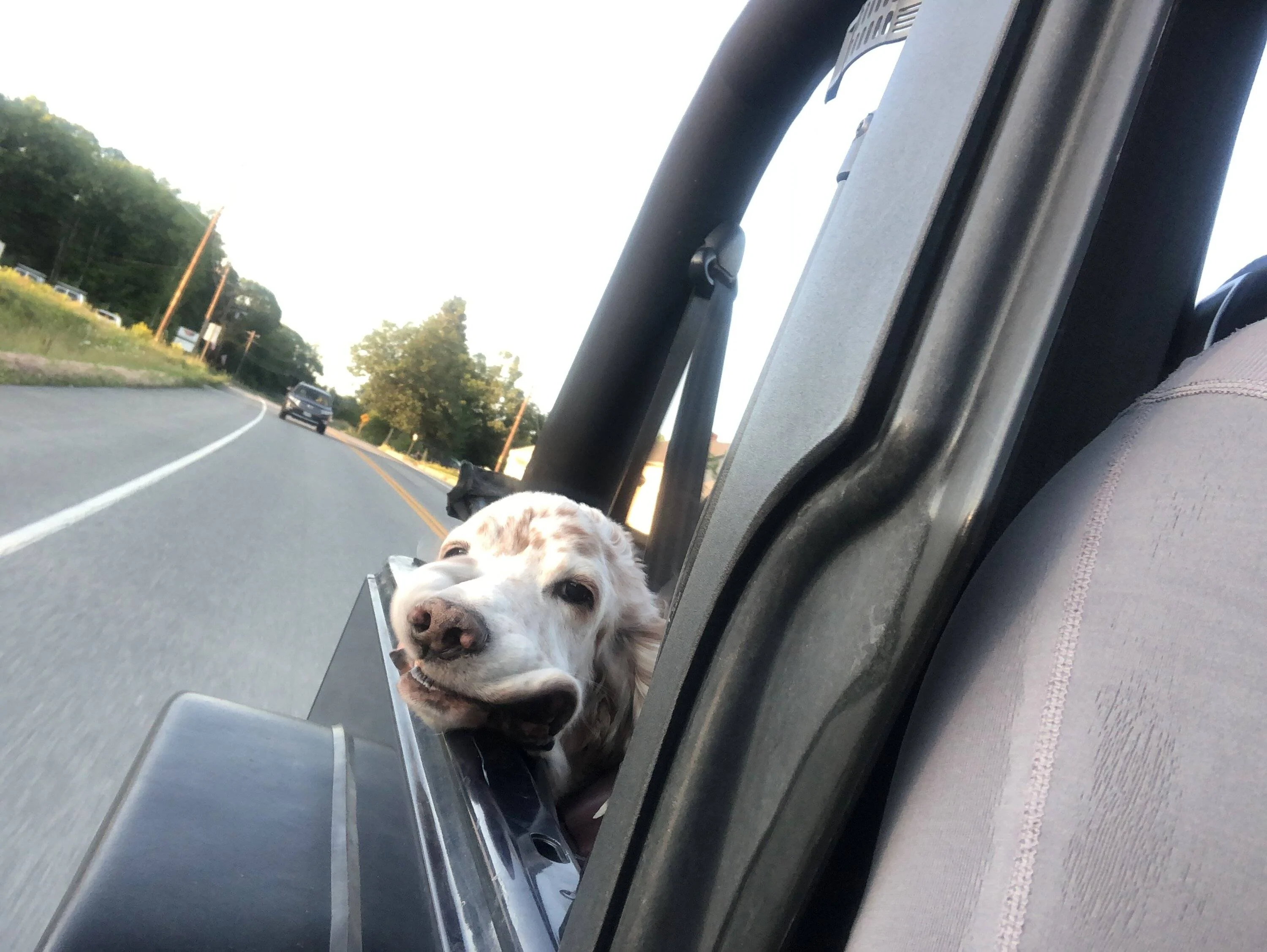 Jeep Wrangler JL Jeep Dog pics IMG_1133