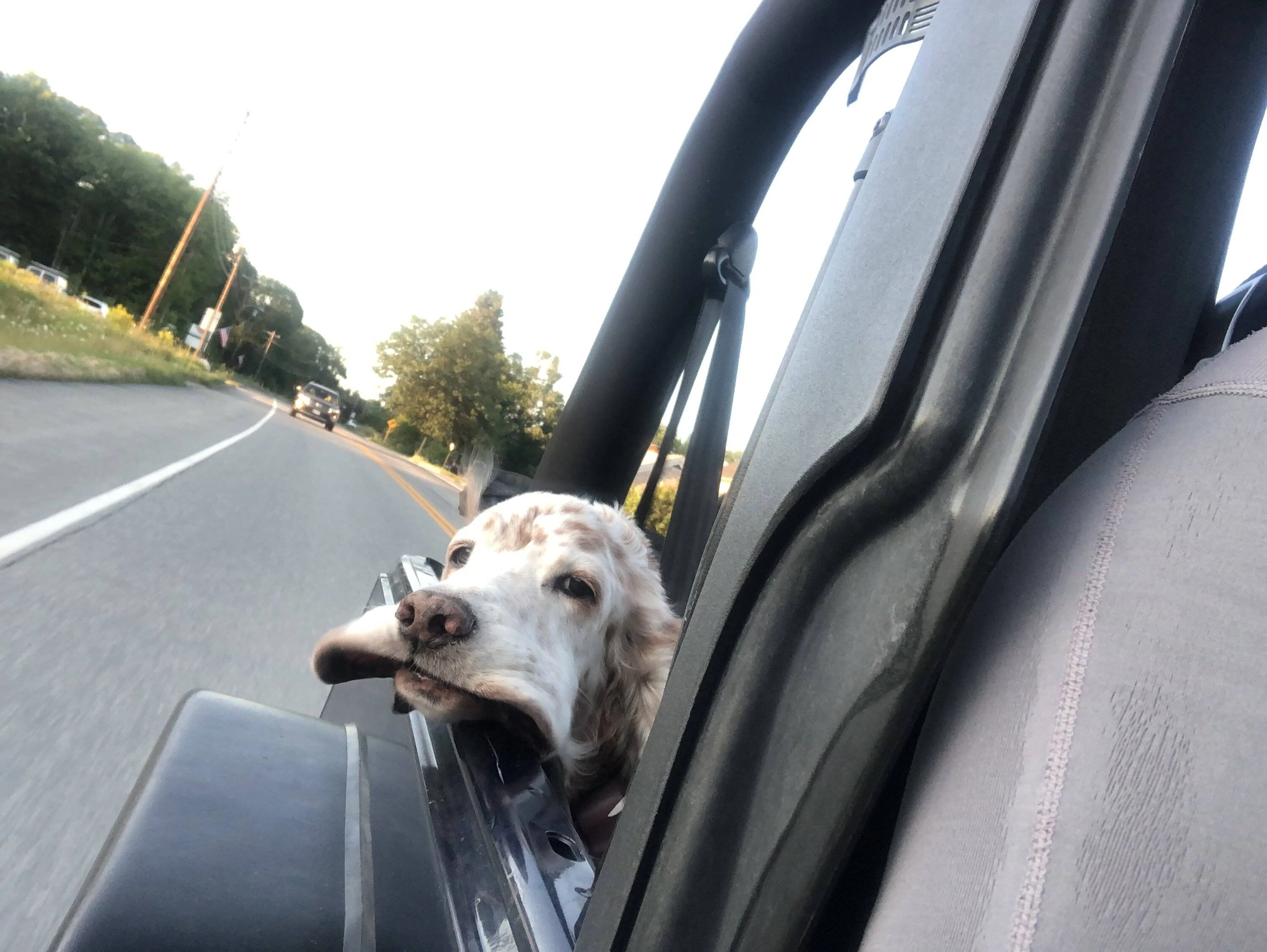 Jeep Wrangler JL Jeep Dog pics IMG_1130