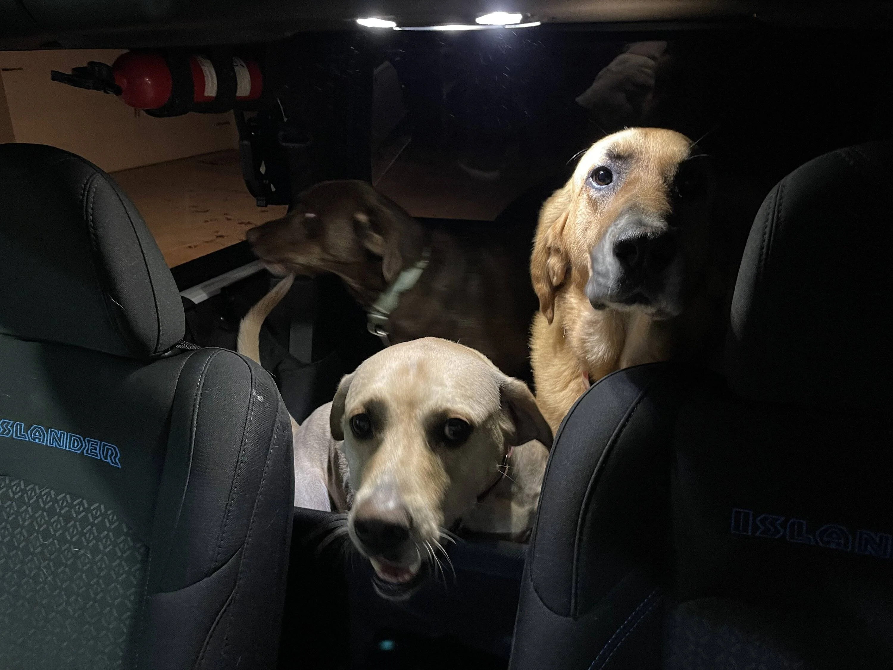 Jeep Wrangler JL Jeep Dog pics C1476BAE-179B-4C13-B1C0-661BC24E5AD5