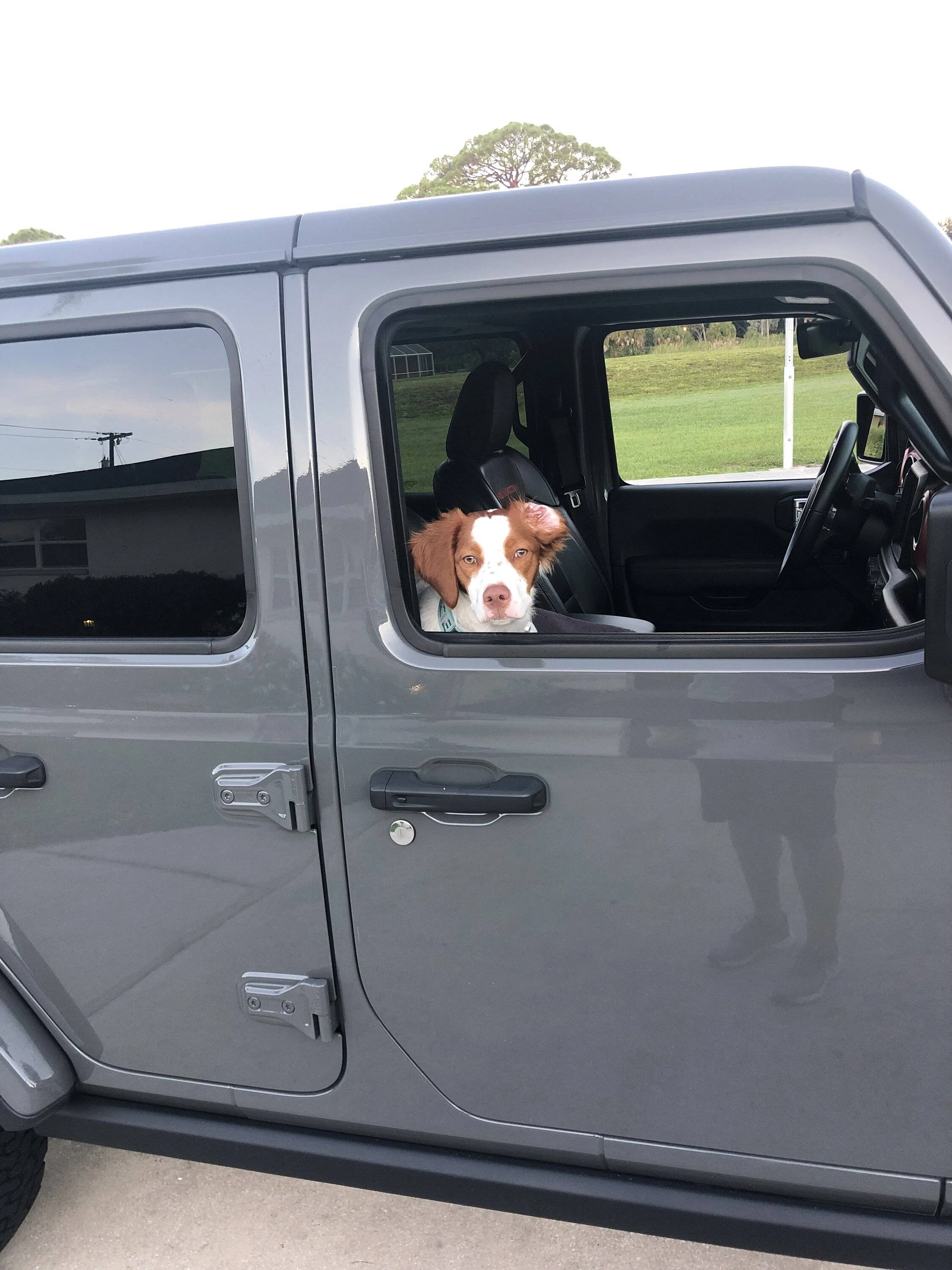 Jeep Wrangler JL Jeep Dog pics 68303219212__793987B7-4B2A-4E9D-845F-81E0D5E98274