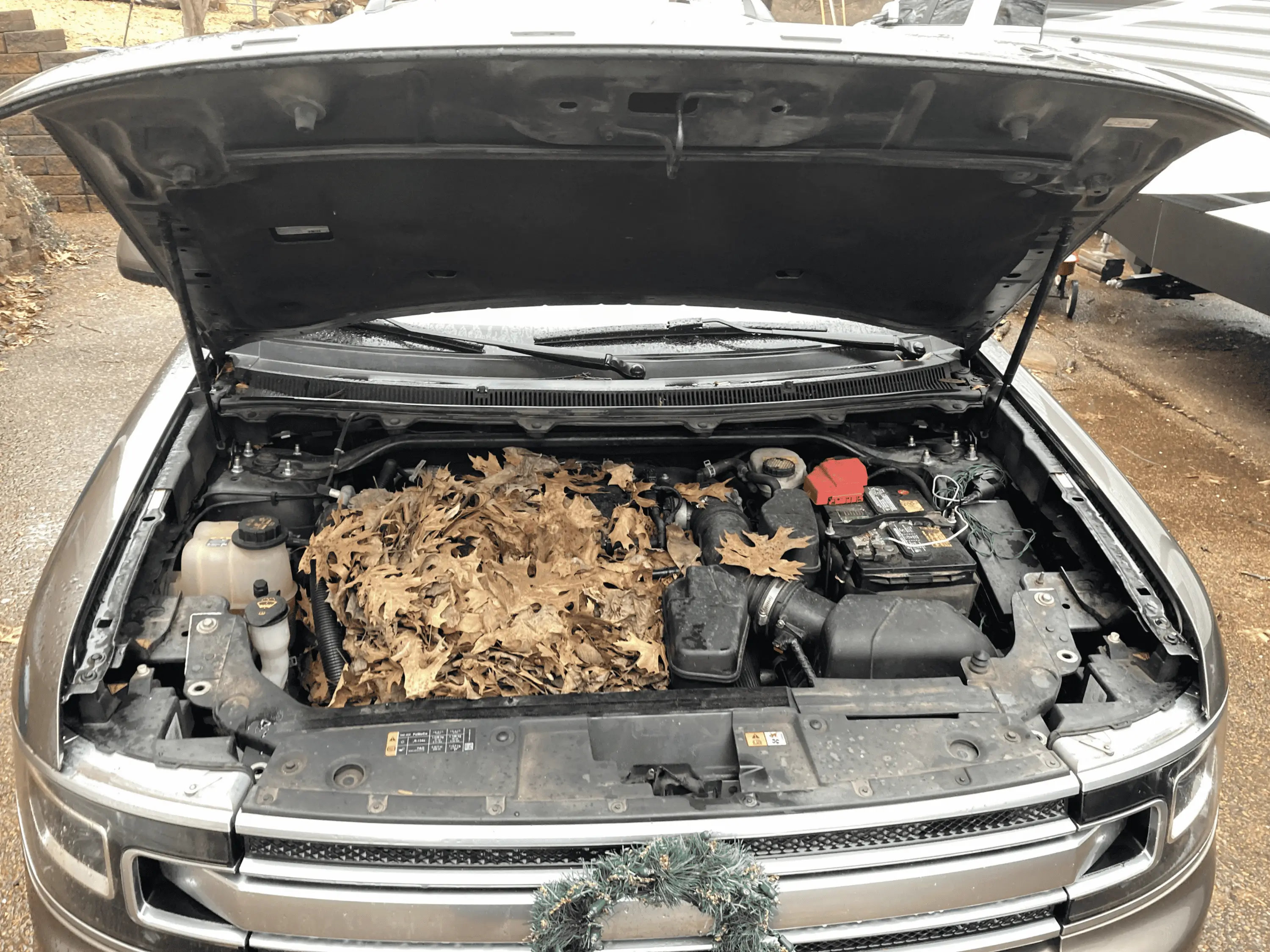Jeep Wrangler JL Squirrel? 1673928384112