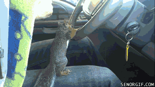Jeep Wrangler JL Squirrel? 1674088849178