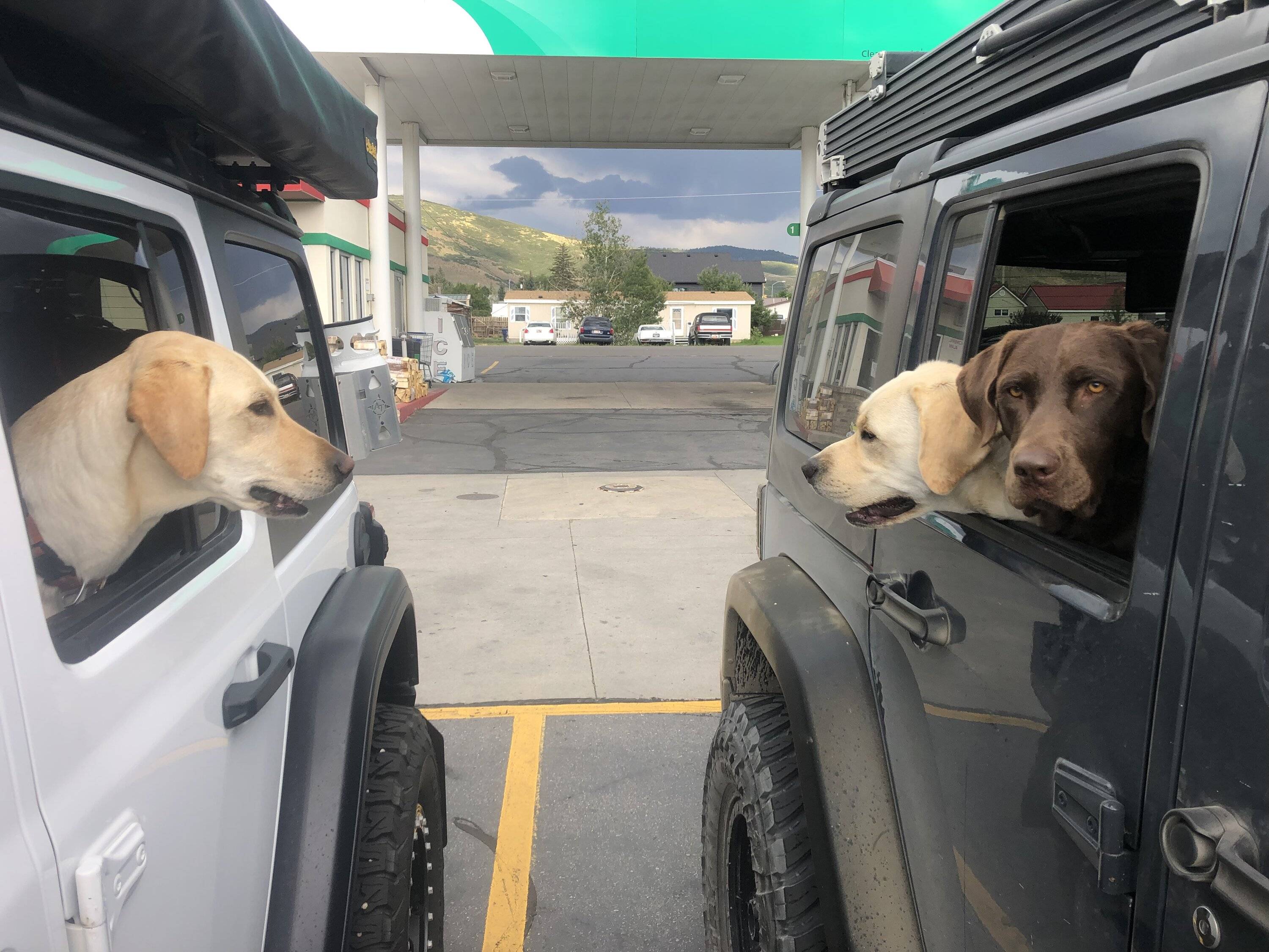 Jeep Wrangler JL Jeep Dog pics 39C64BB4-C38B-46C0-A90B-2142AC5BF18F