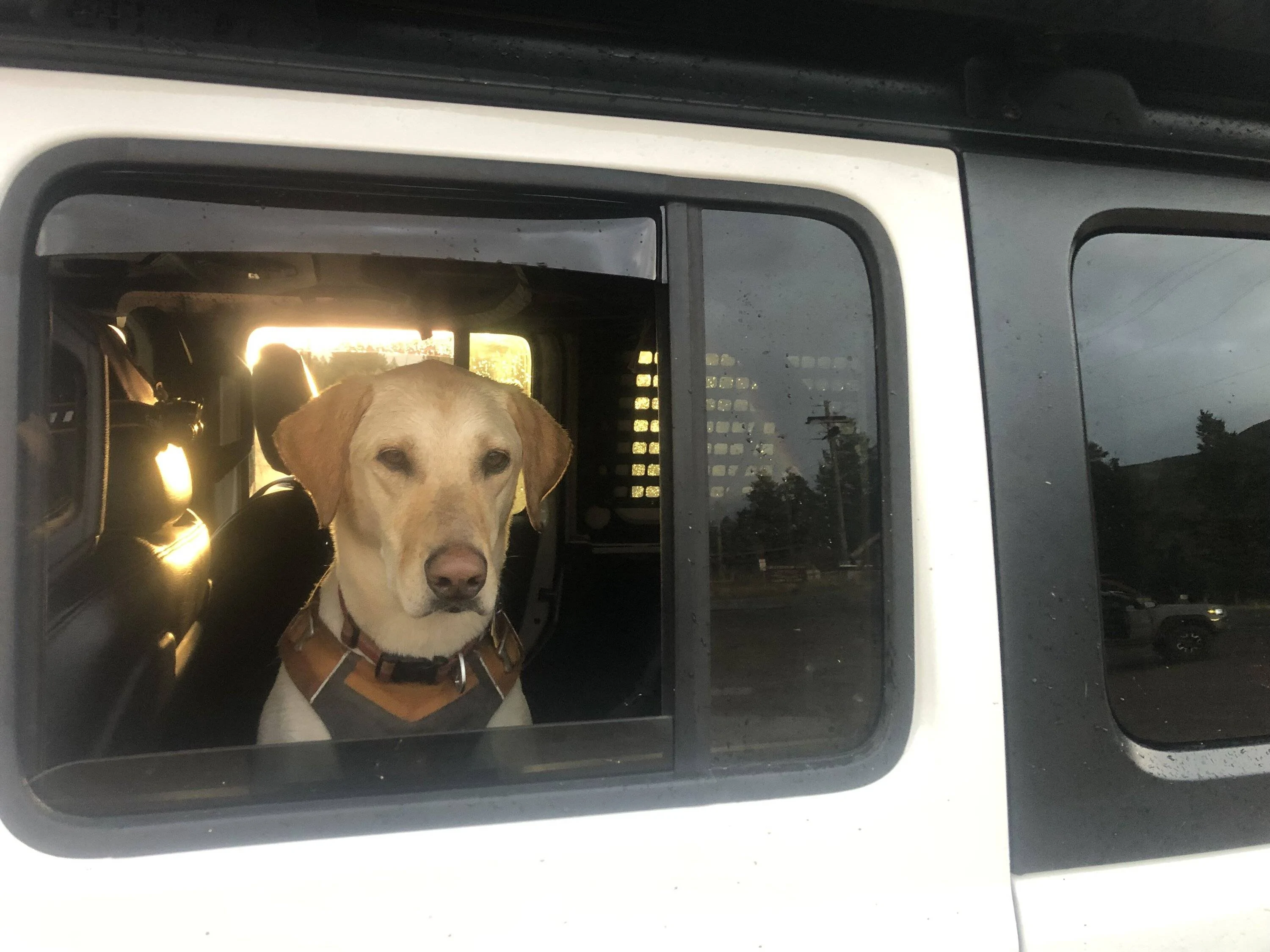 Jeep Wrangler JL Jeep Dog pics 9584D99A-1A29-4E1F-B64E-BEF72962CE55