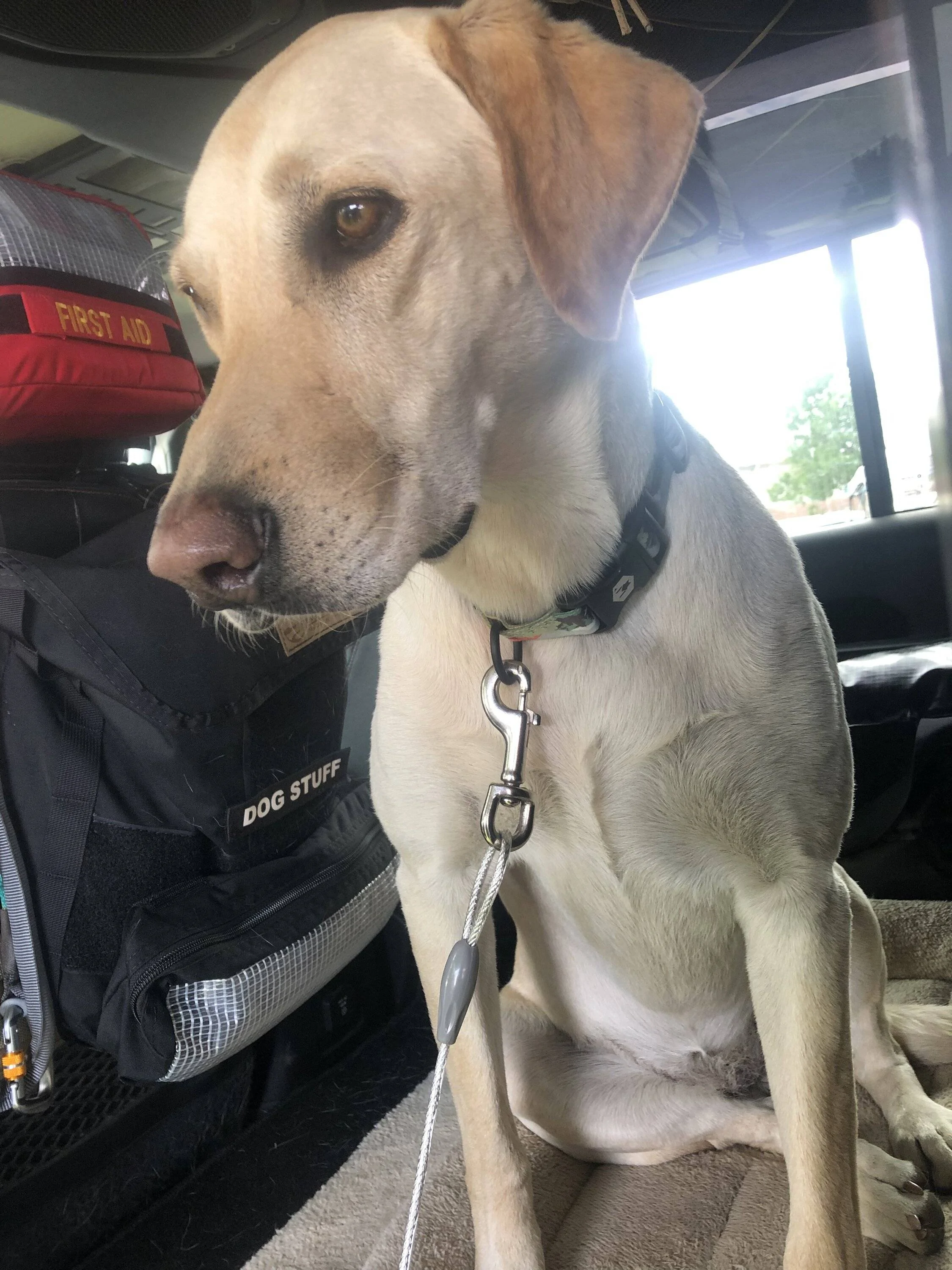 Jeep Wrangler JL Jeep Dog pics F26E1503-D1B0-48B6-A3AE-A965E4F3DEC9