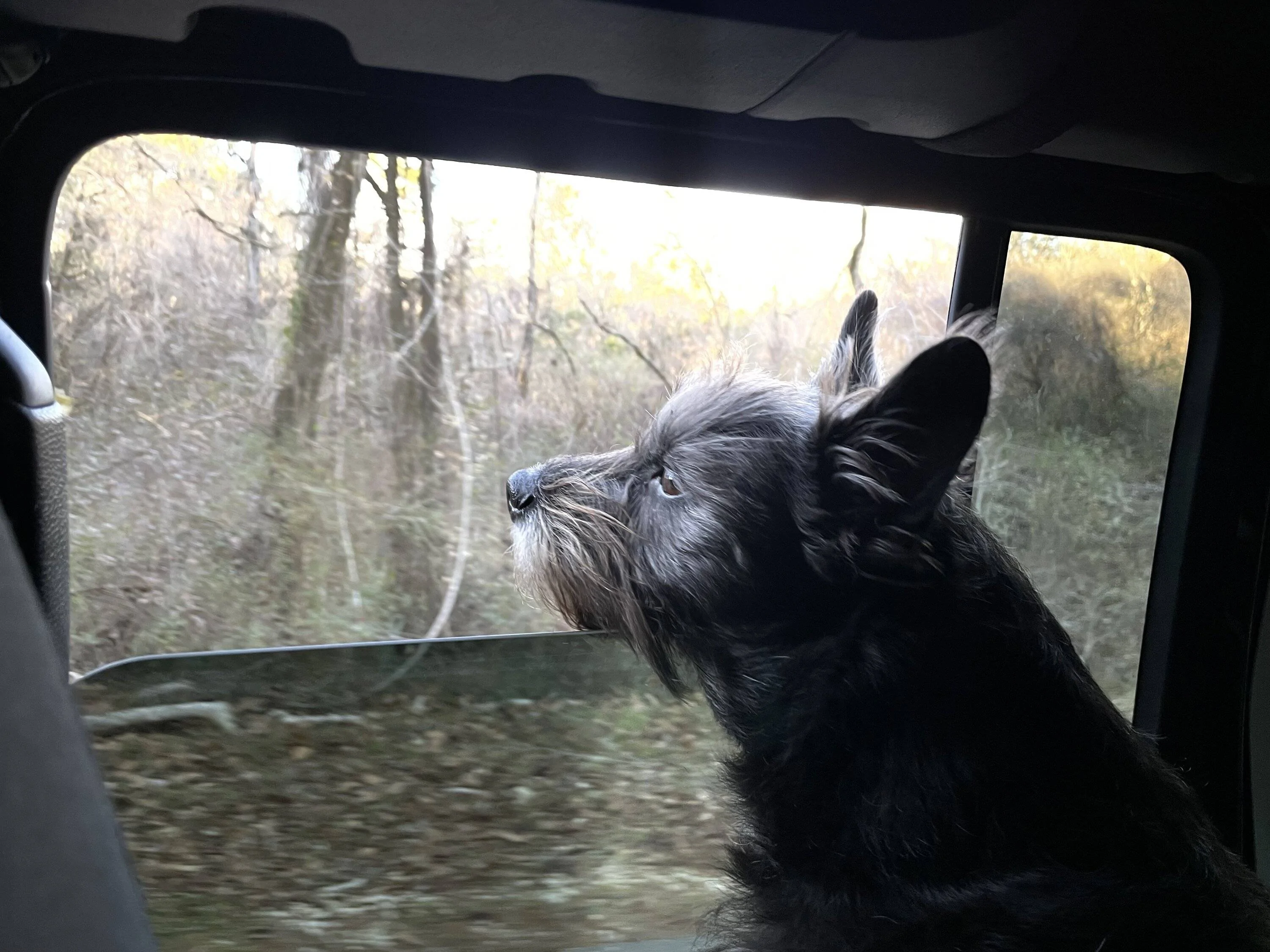 Jeep Wrangler JL Jeep Dog pics 6AE67583-5A62-4C3B-9740-AF7DC22AFF8C