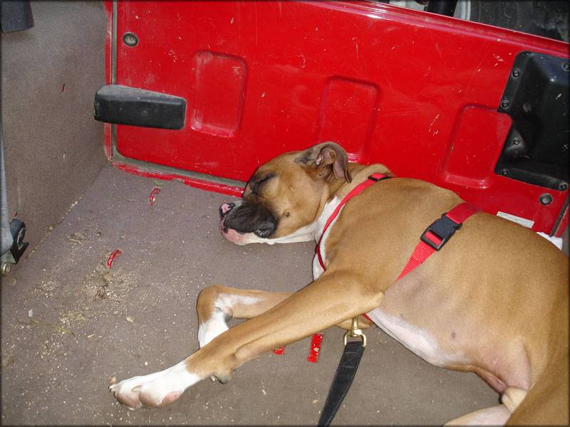 Jeep Wrangler JL Jeep Dog pics fendersleepin