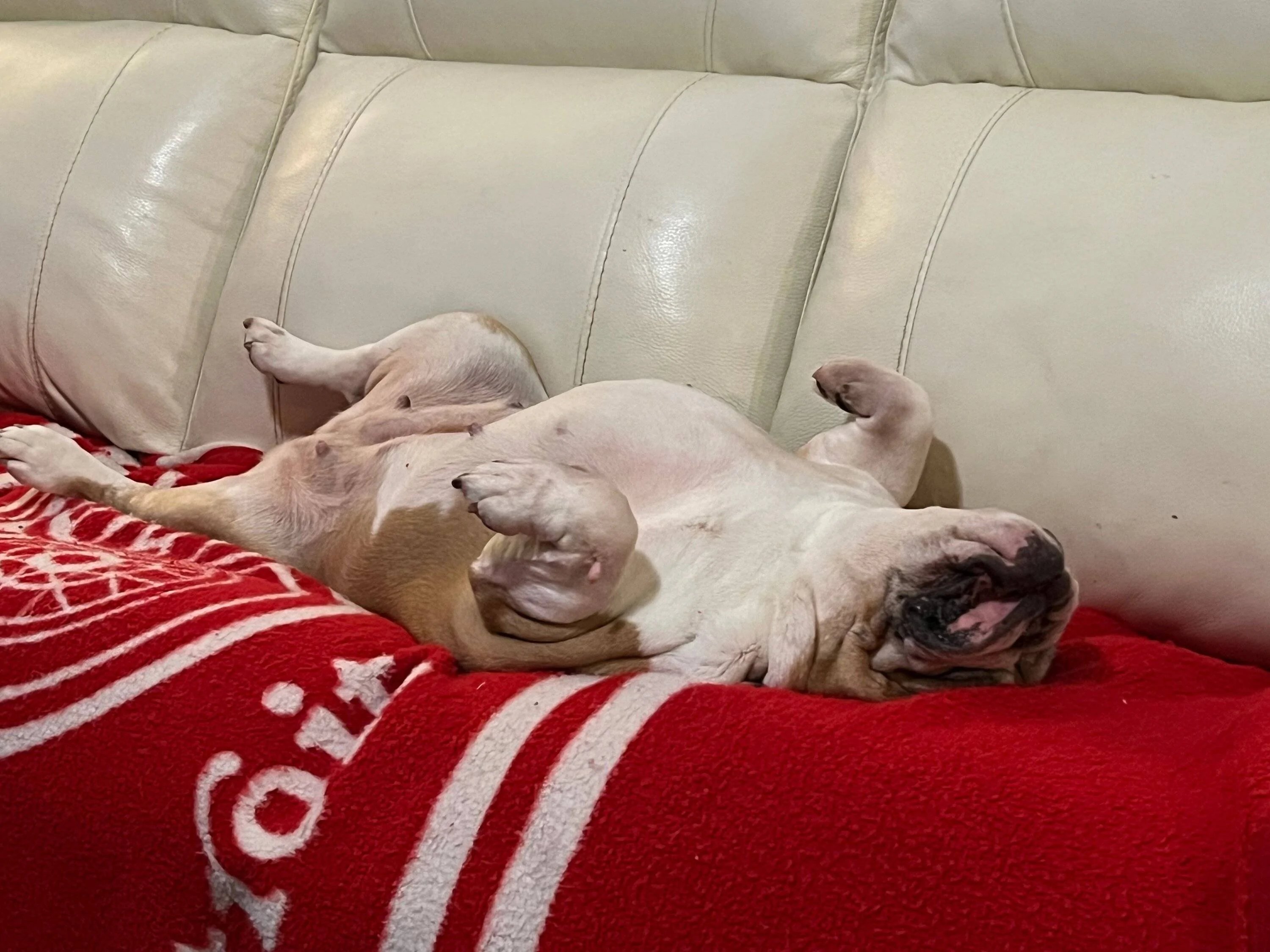 Jeep Wrangler JL Jeep Dog pics I_AM_A_Drama_Queen_Coco - 1