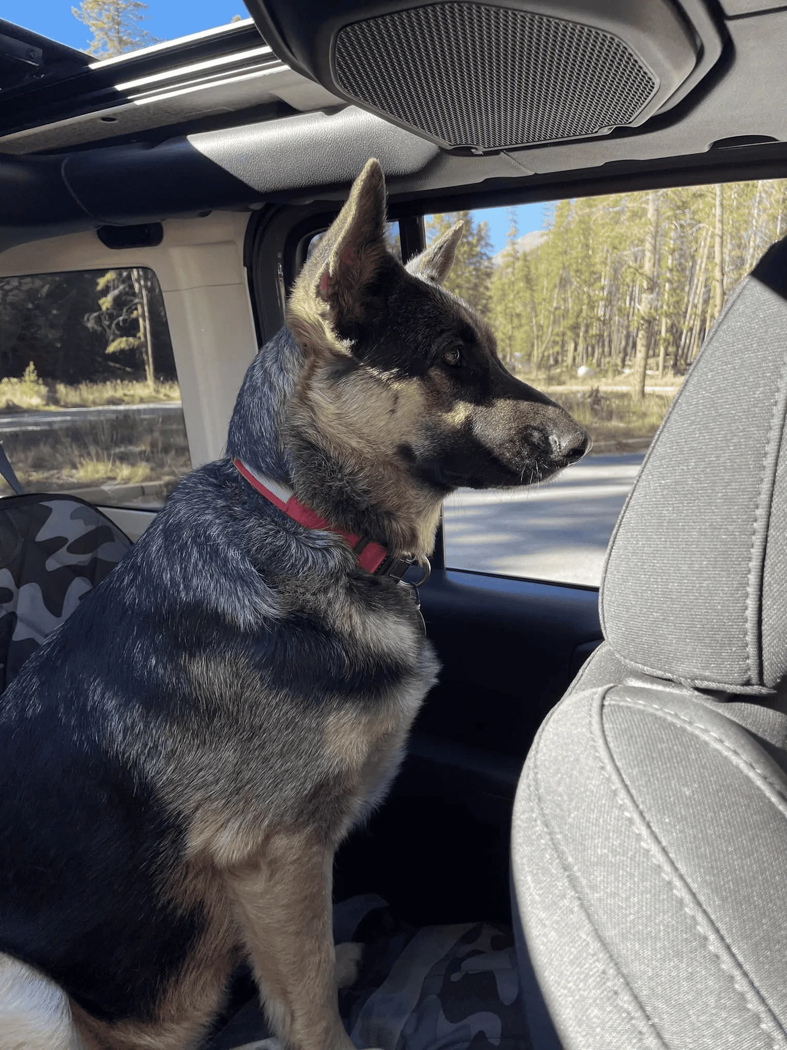 Jeep Wrangler JL Jeep Dog pics 1675400472821