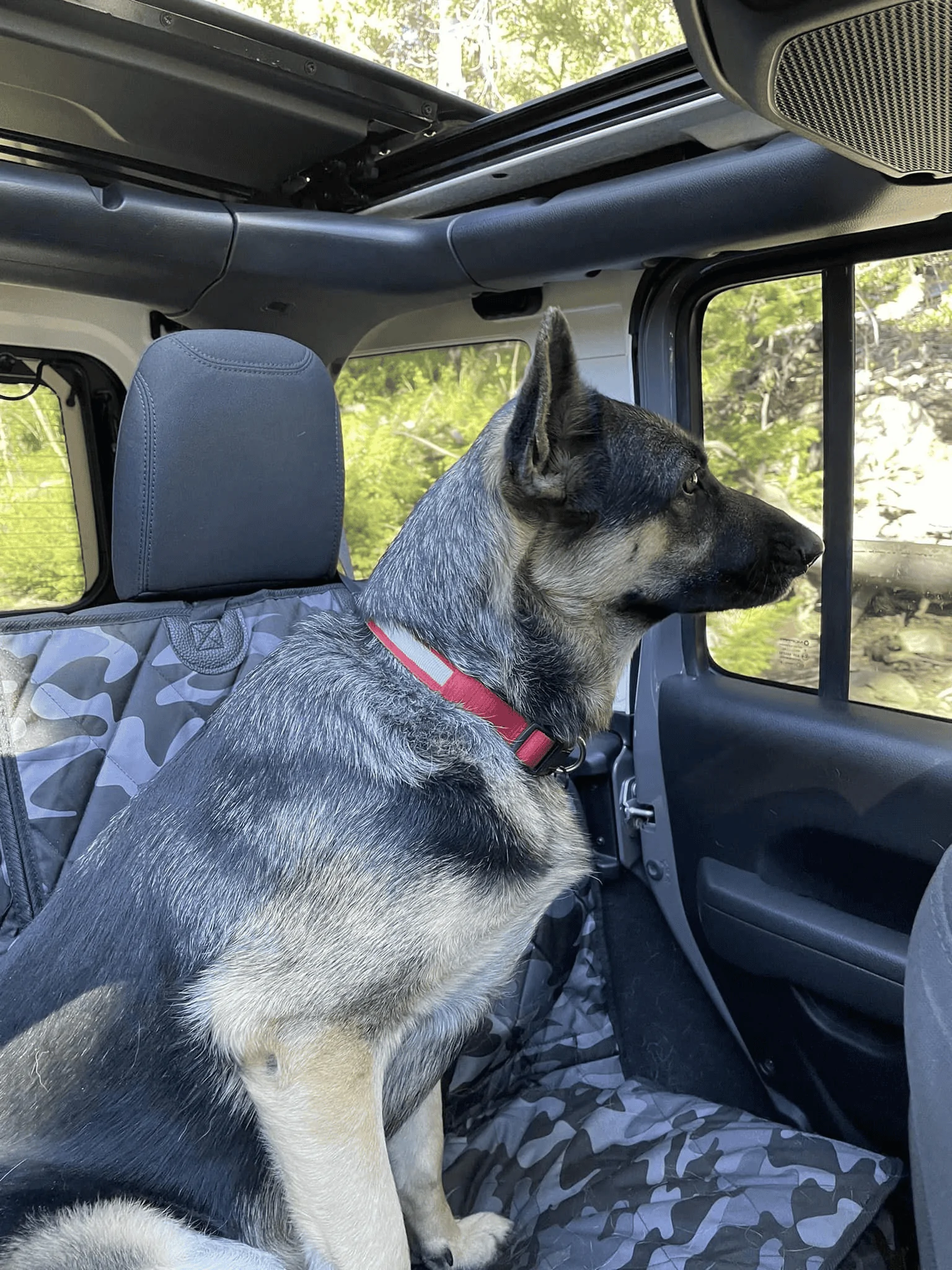 Jeep Wrangler JL Jeep Dog pics 1675400601936