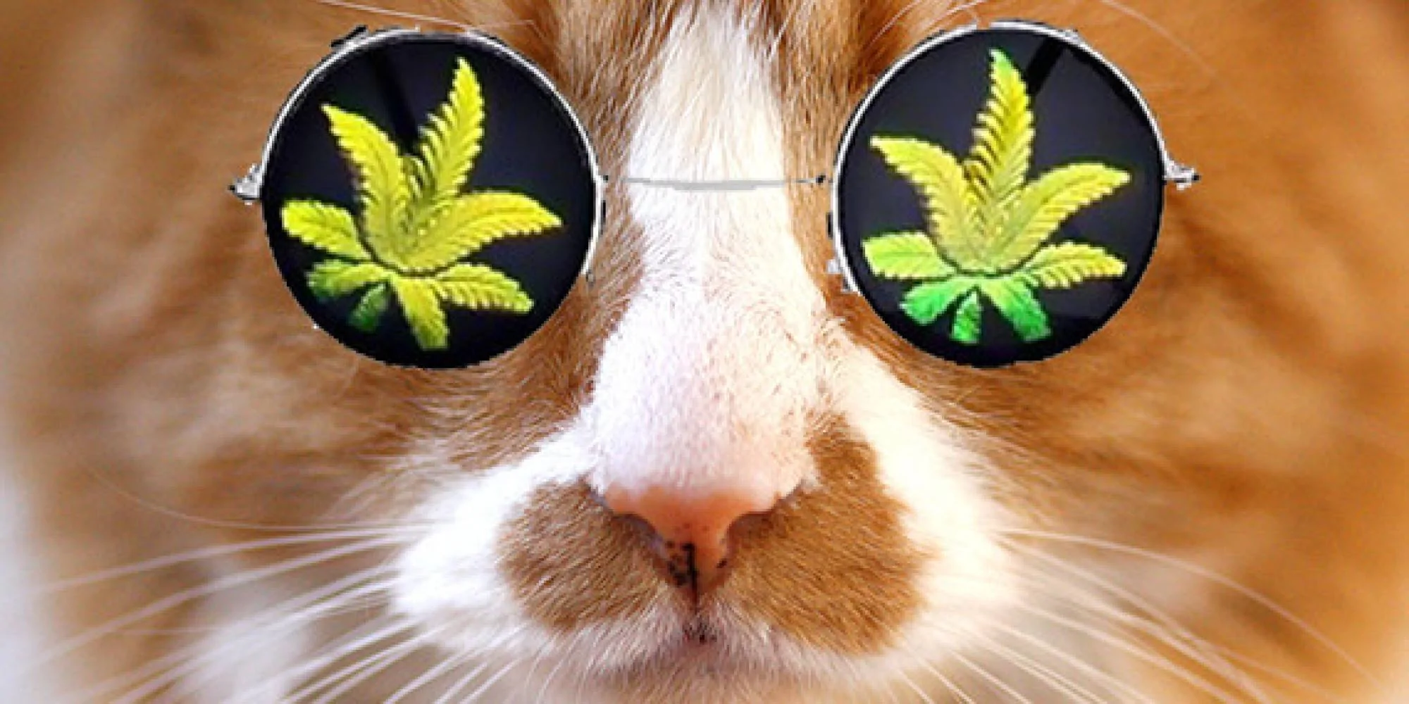 Jeep Wrangler JL This effects everything (please no politics) o-CAT-BRING-WEED-facebook