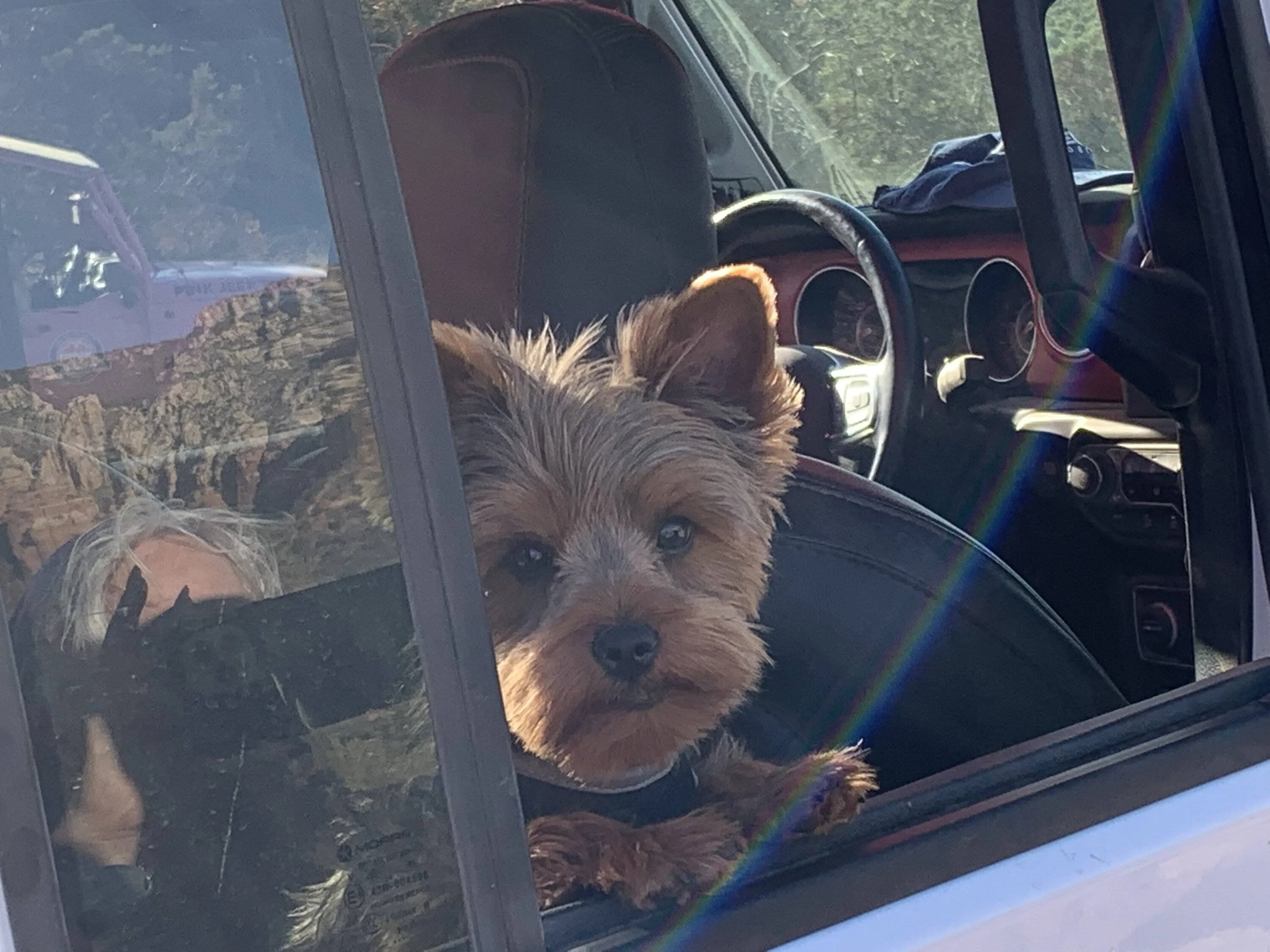 Jeep Wrangler JL Jeep Dog pics 595AD0A3-9D36-4653-A9E6-D3F05B2F34D1