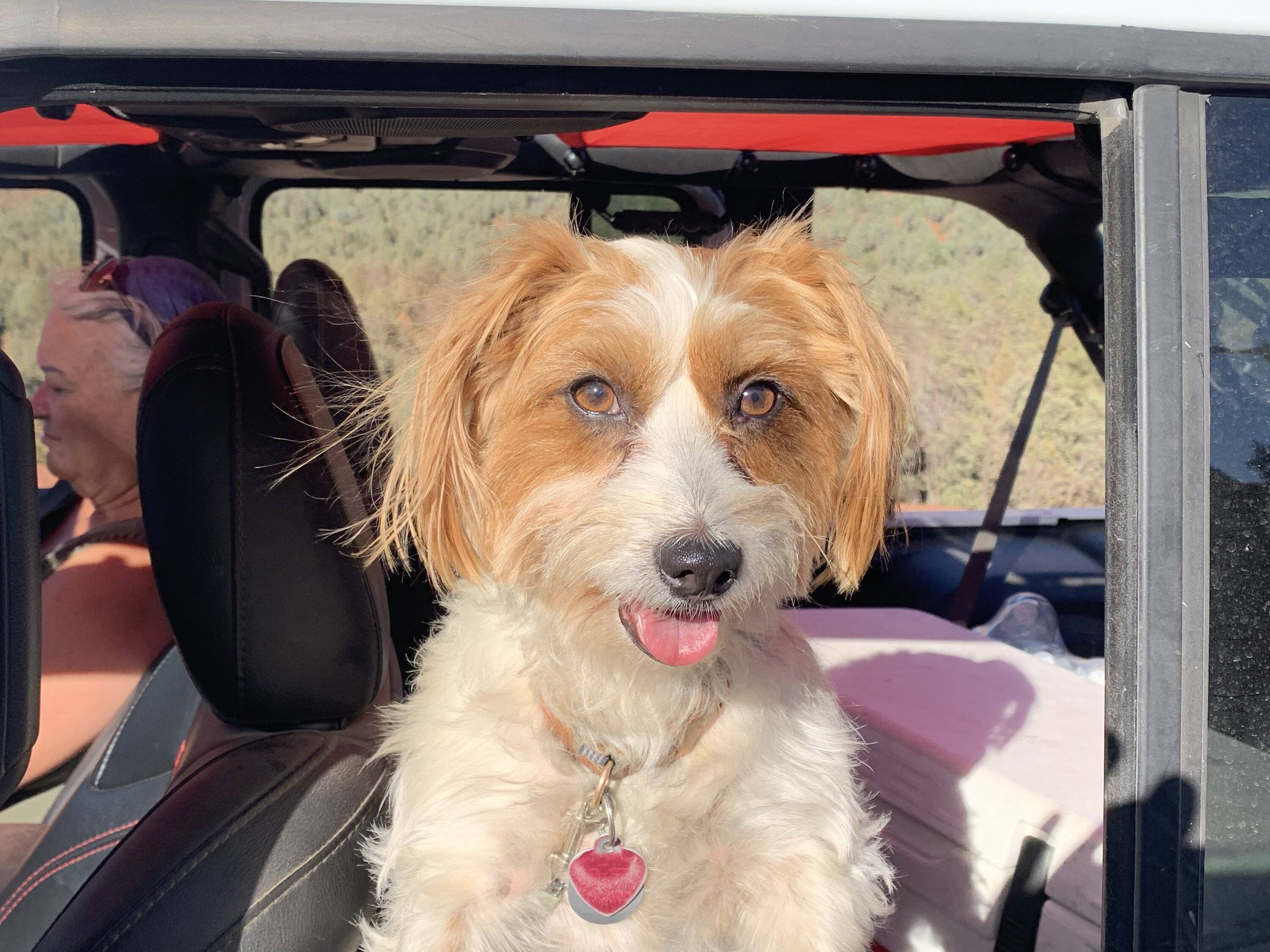 Jeep Wrangler JL Jeep Dog pics 2A80B0B6-E8F2-4685-8E96-73F8371DDF70