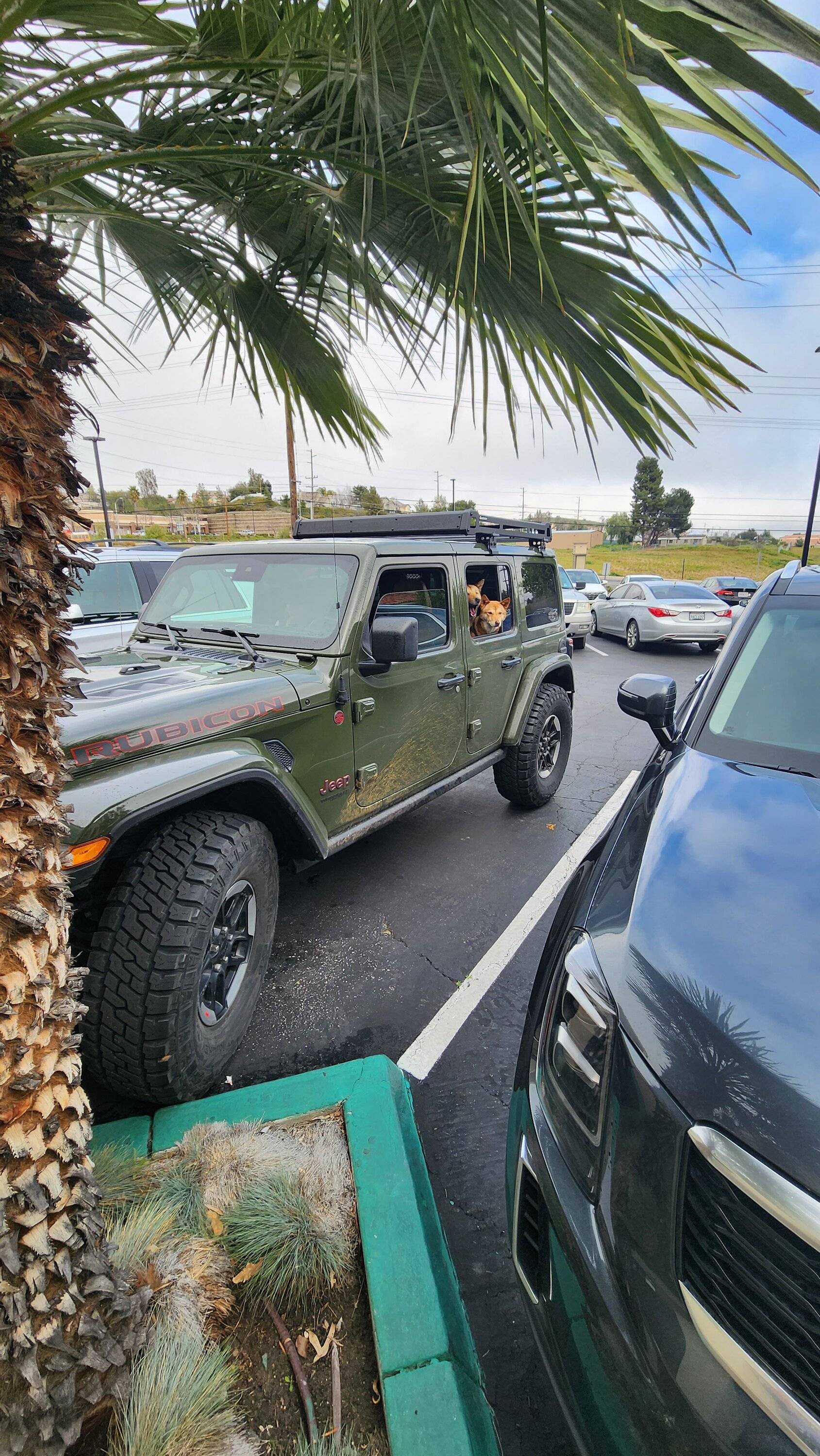 Jeep Wrangler JL Jeep Dog pics 20230315_155355
