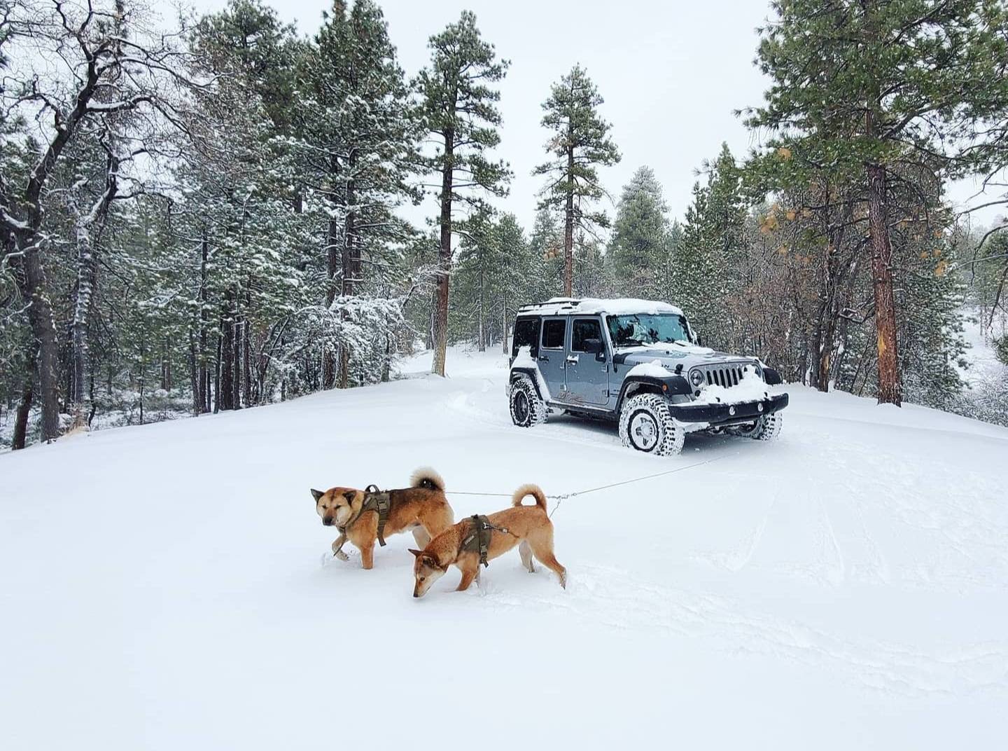 Jeep Wrangler JL Jeep Dog pics Screenshot_20220701-235230_Instagram