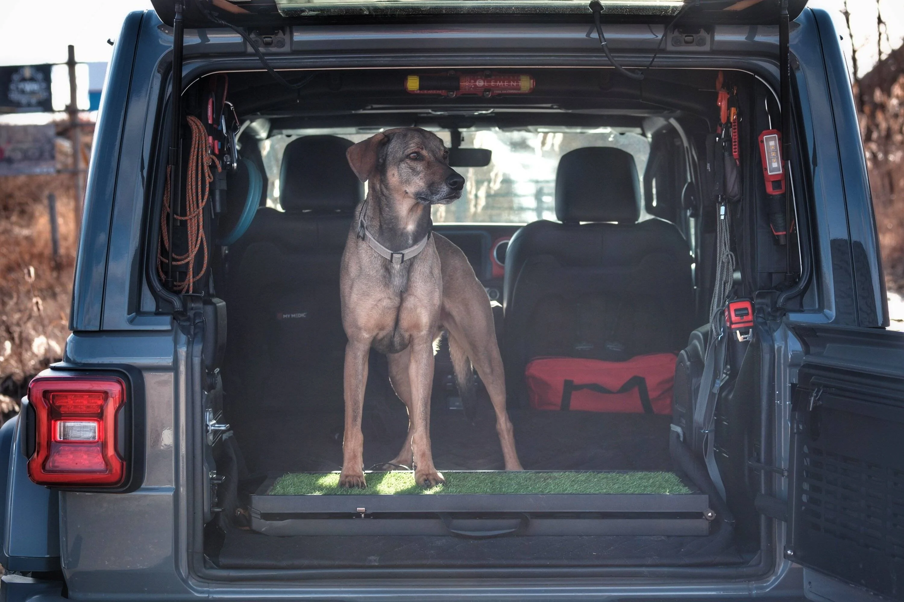 Jeep Wrangler JL Jeep Dog pics 21A15766-A7CB-4B77-B578-FCDFE0F9BFF6