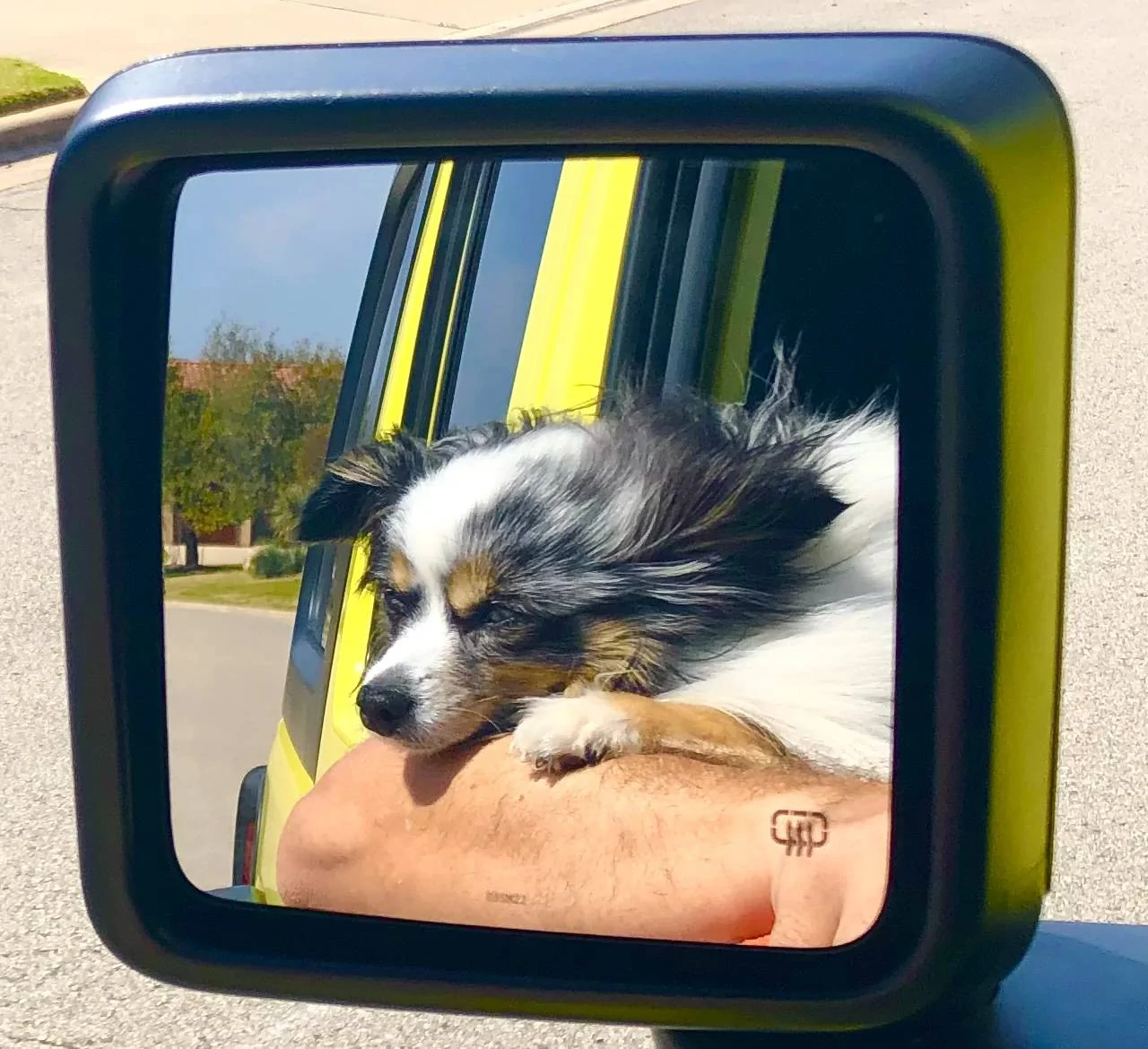 Jeep Wrangler JL Jeep Dog pics 713DCB32-77BB-46CD-A909-7CD050FB38D4