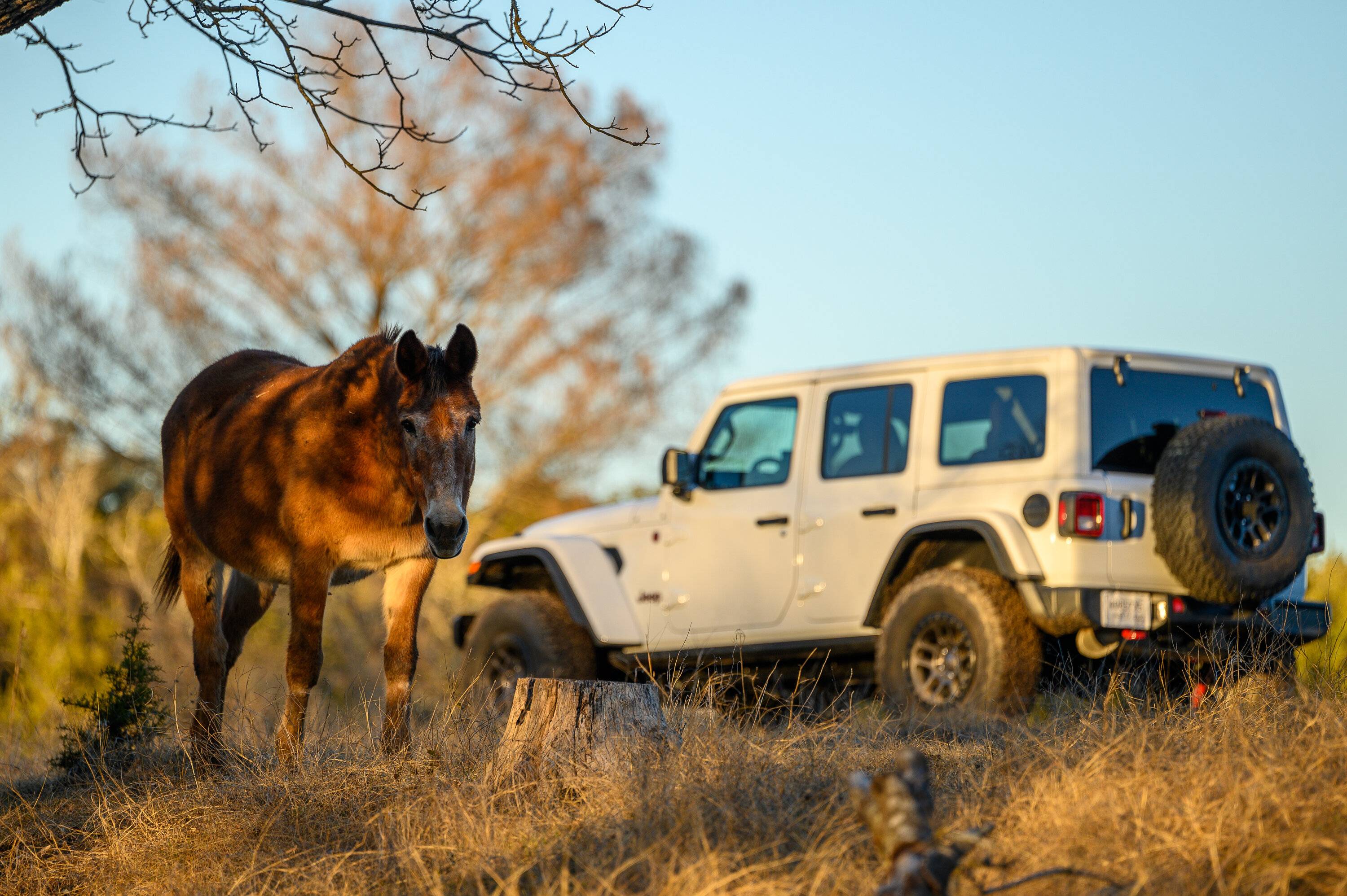 Jeep Wrangler JL Sexiest Jeep Alive... Round 7 voting... #61-#70 A199051F-DF37-4998-92CE-61A3C9A60791