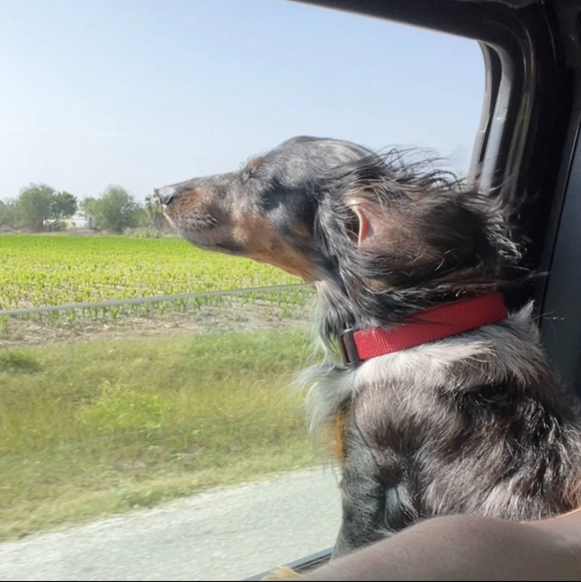 Jeep Wrangler JL Jeep Dog pics A6F6616A-E52A-4119-AB51-52B2E8B22E8F