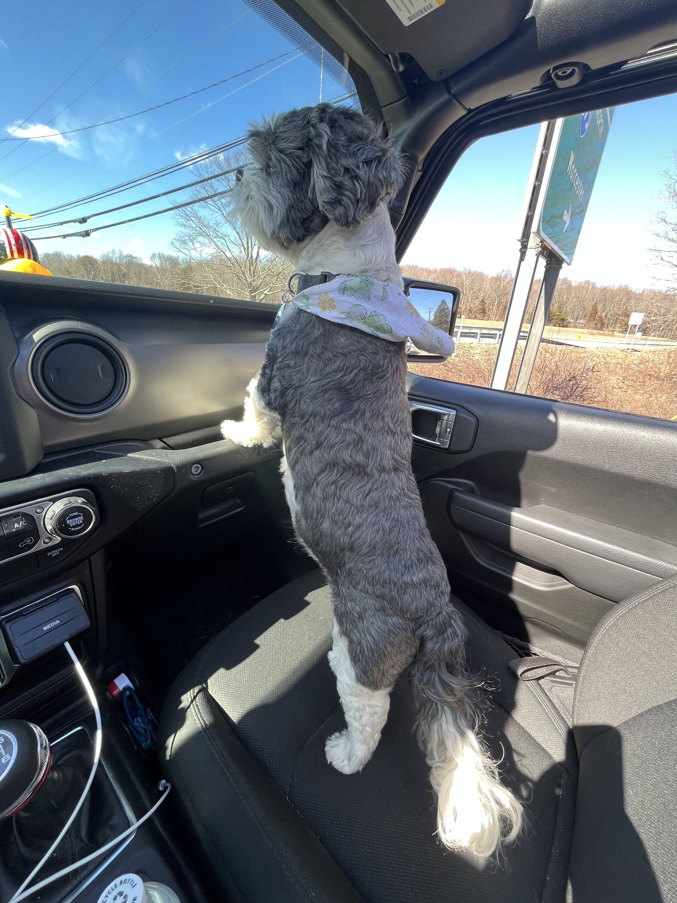 Jeep Wrangler JL Jeep Dog pics EF2A82B3-0282-4914-A687-223744562D8F