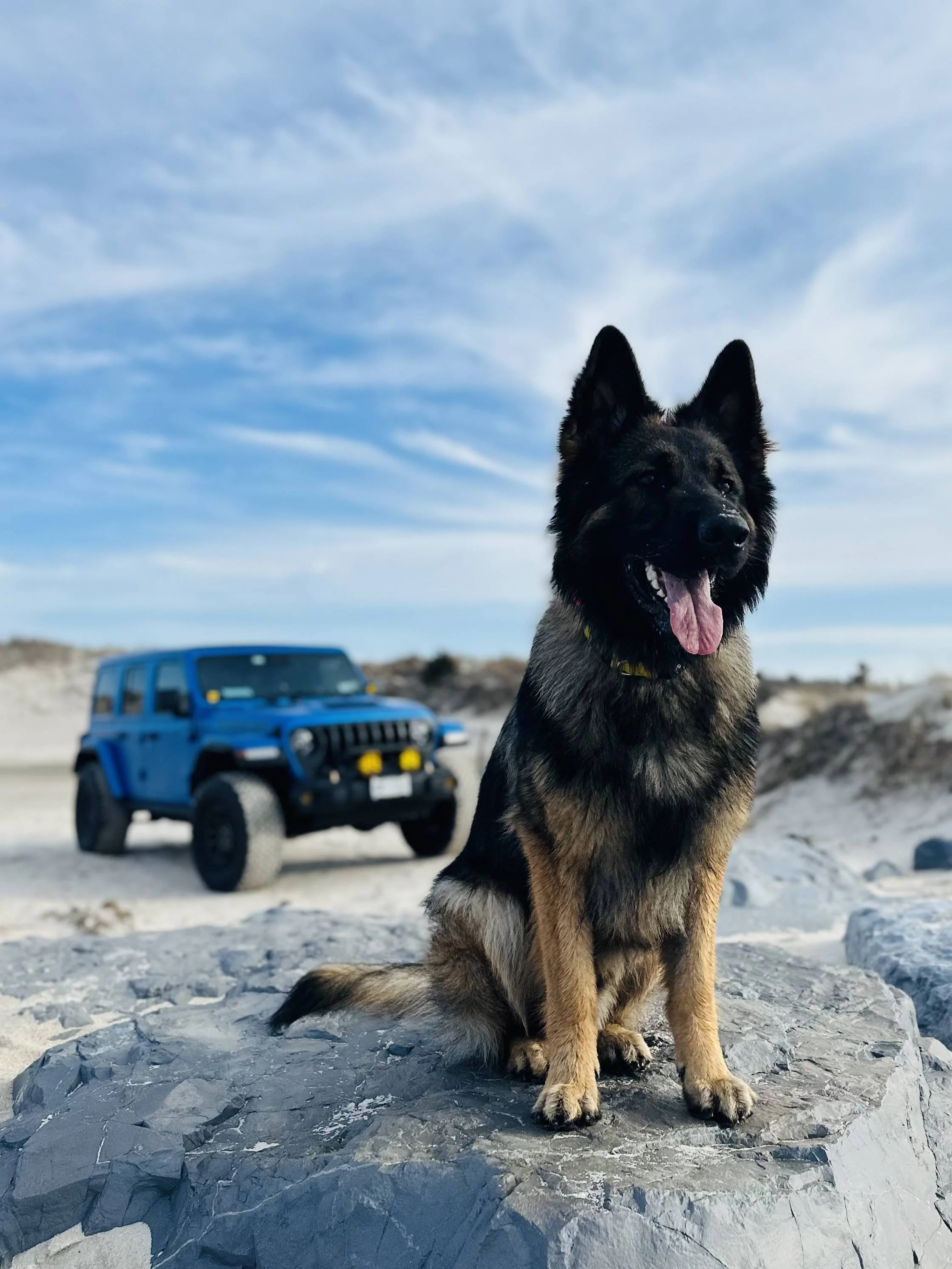 Jeep Wrangler JL Jeep Dog pics IMG_8622