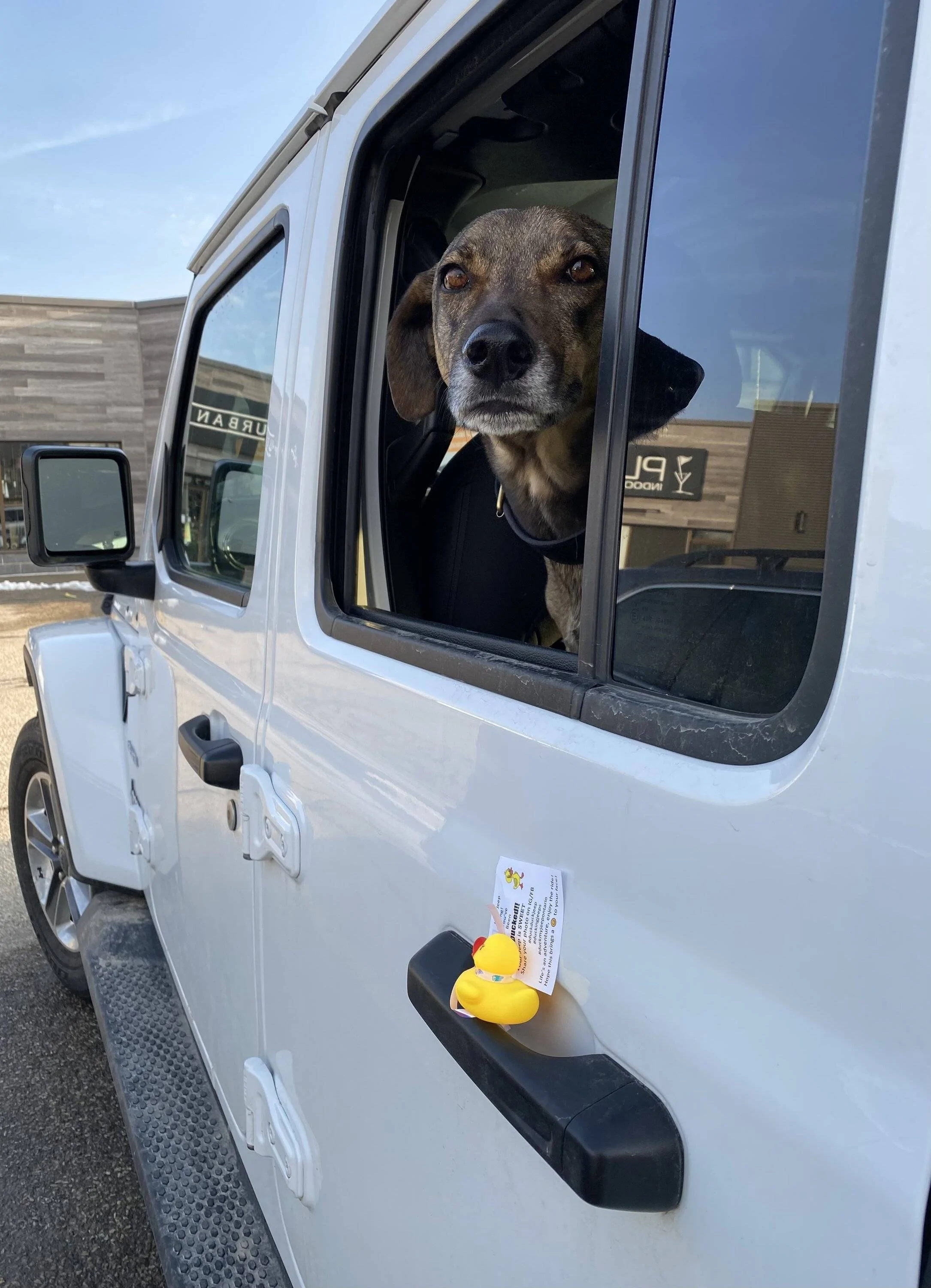 Jeep Wrangler JL Jeep Dog pics IMG_3942