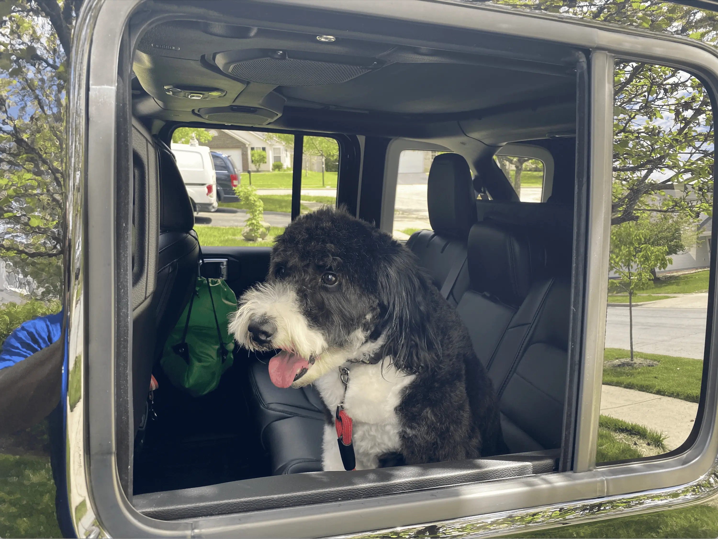 Jeep Wrangler JL Jeep Dog pics Daisy