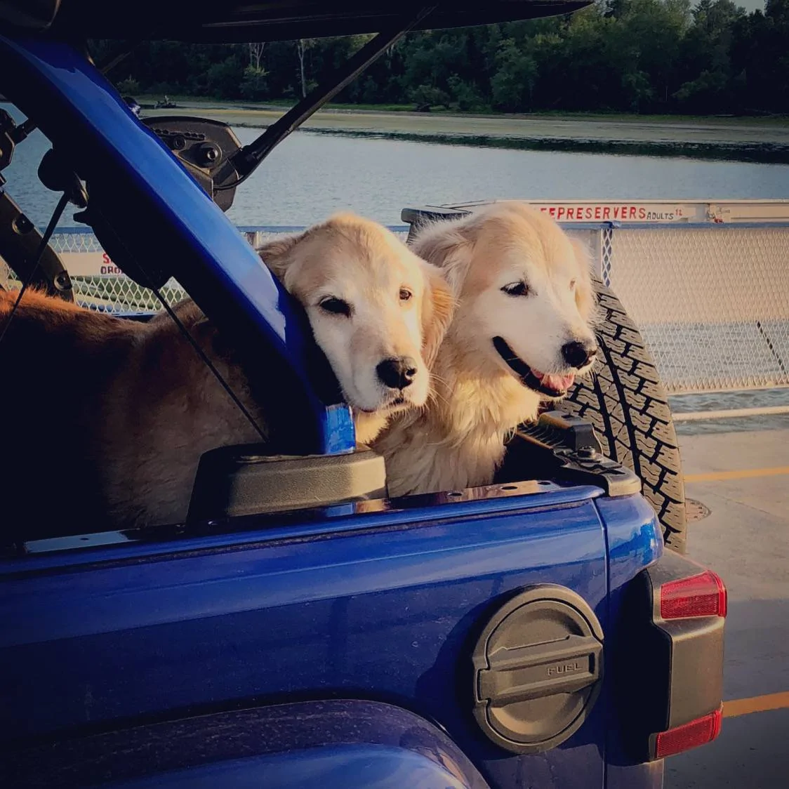 Jeep Wrangler JL Jeep Dog pics 5DE046DA-AD60-4CA0-9BC1-75F9F28913B6