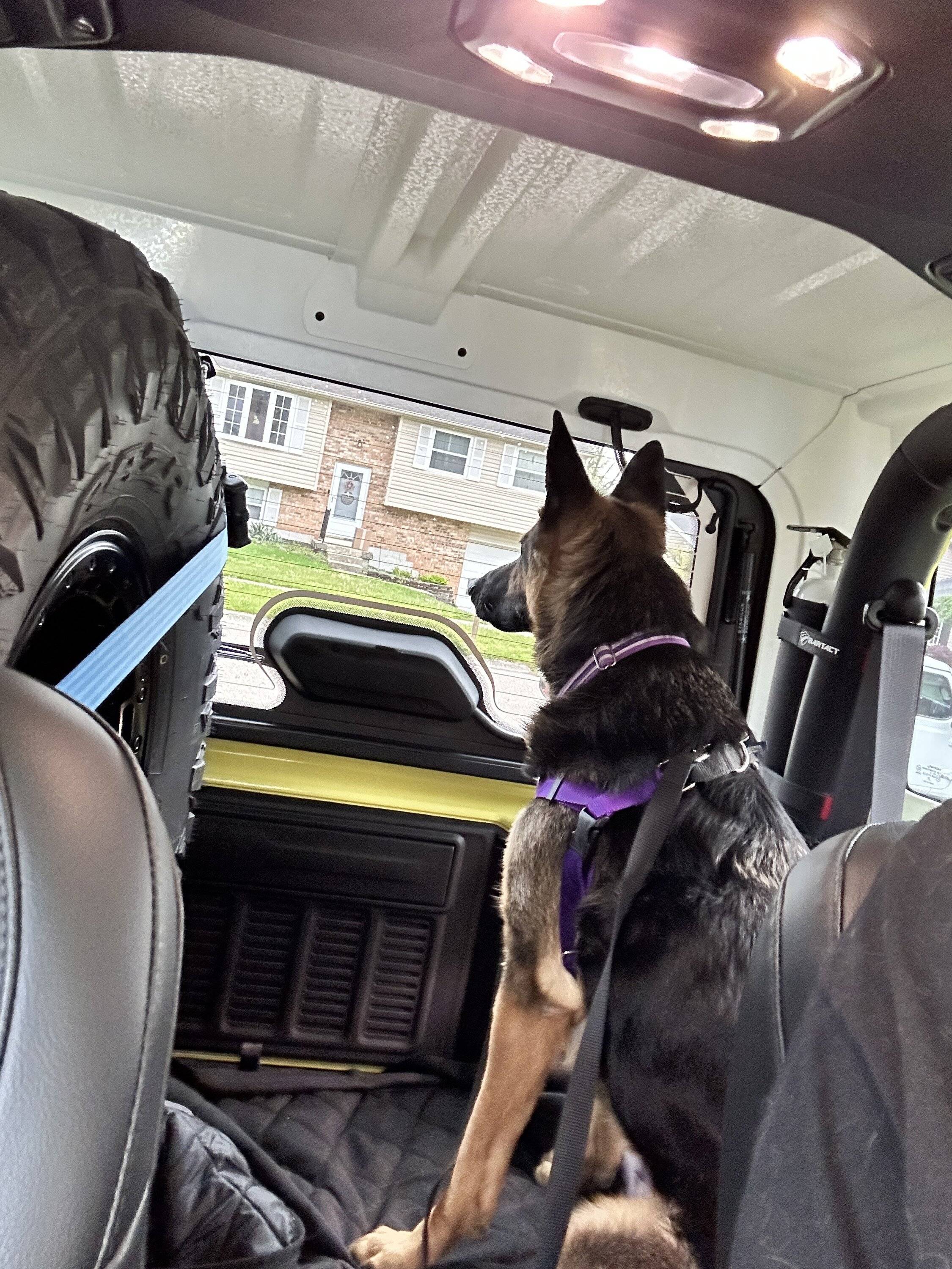 Jeep Wrangler JL Jeep Dog pics IMG_2063