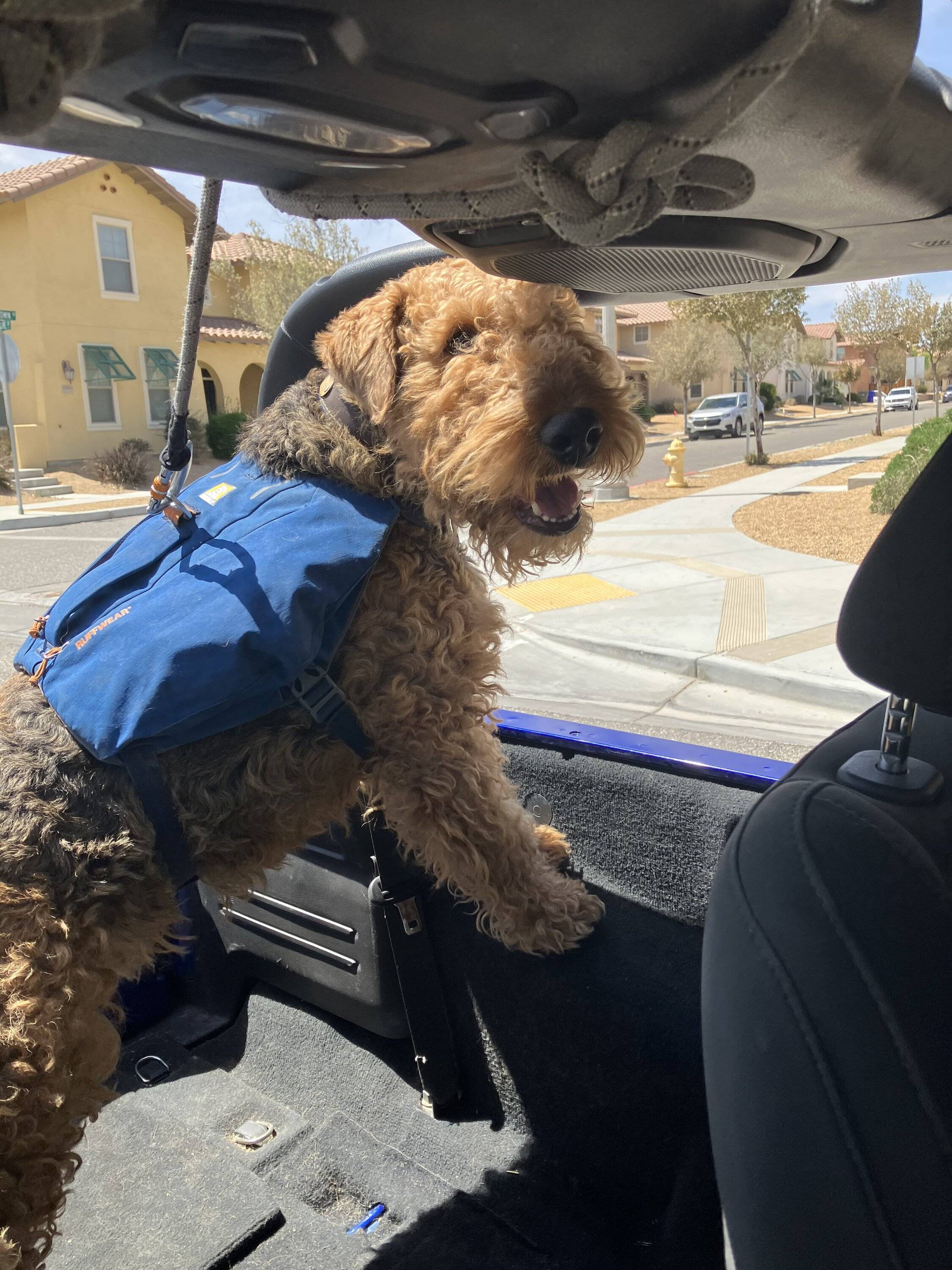 Jeep Wrangler JL Jeep Dog pics IMG_3267