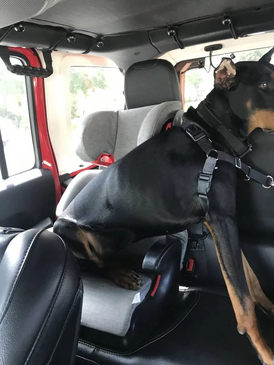 Jeep Wrangler JL Jeep Dog pics IMG_1256