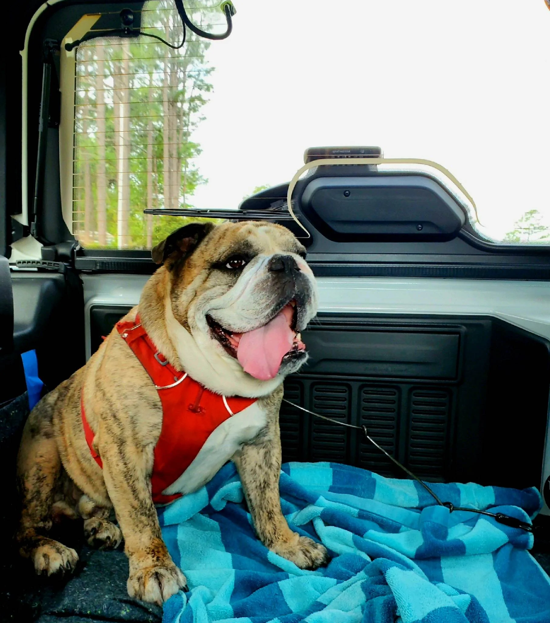 Jeep Wrangler JL Jeep Dog pics IMG_20230407_165639