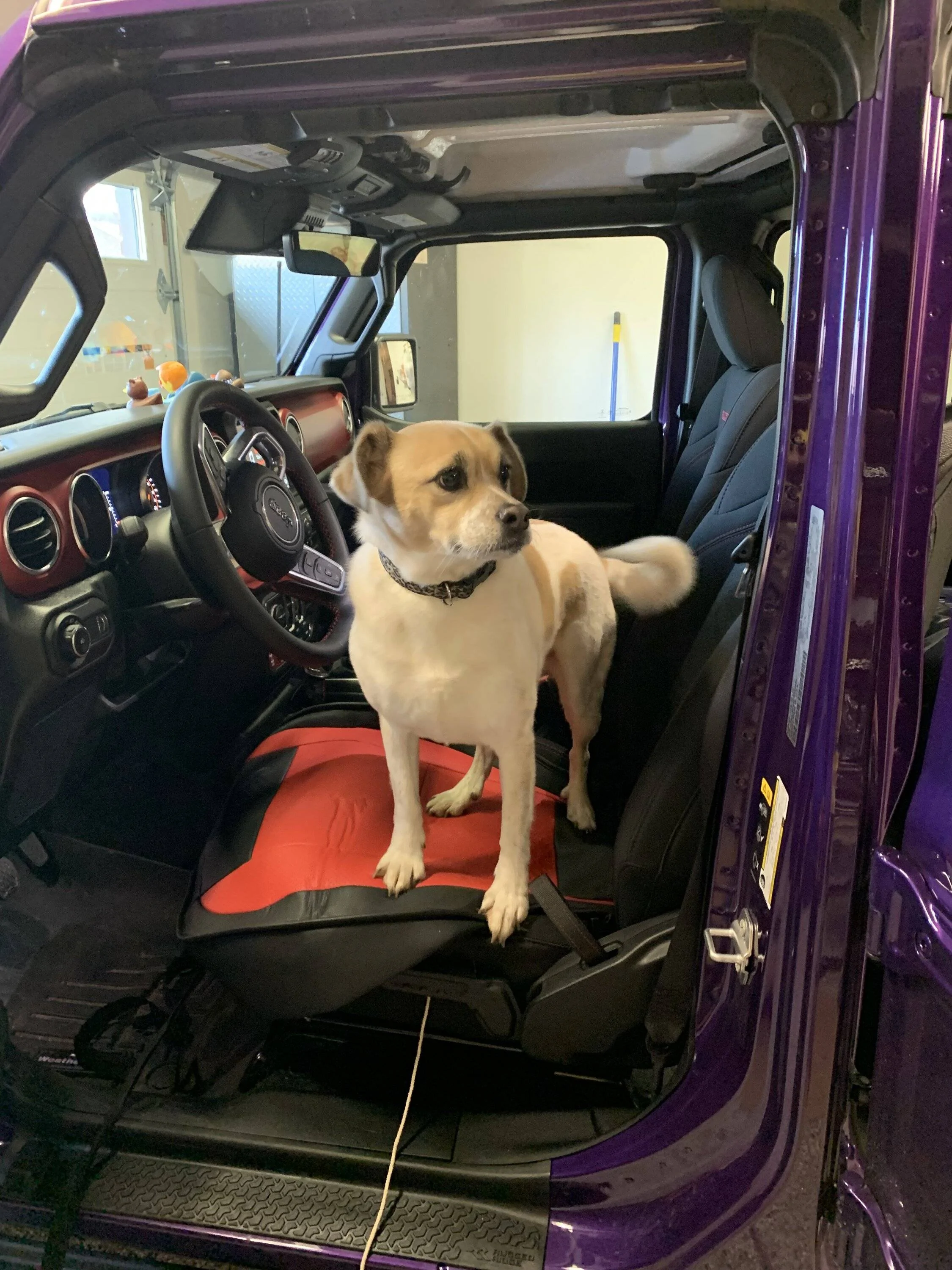 Jeep Wrangler JL Jeep Dog pics IMG_1135