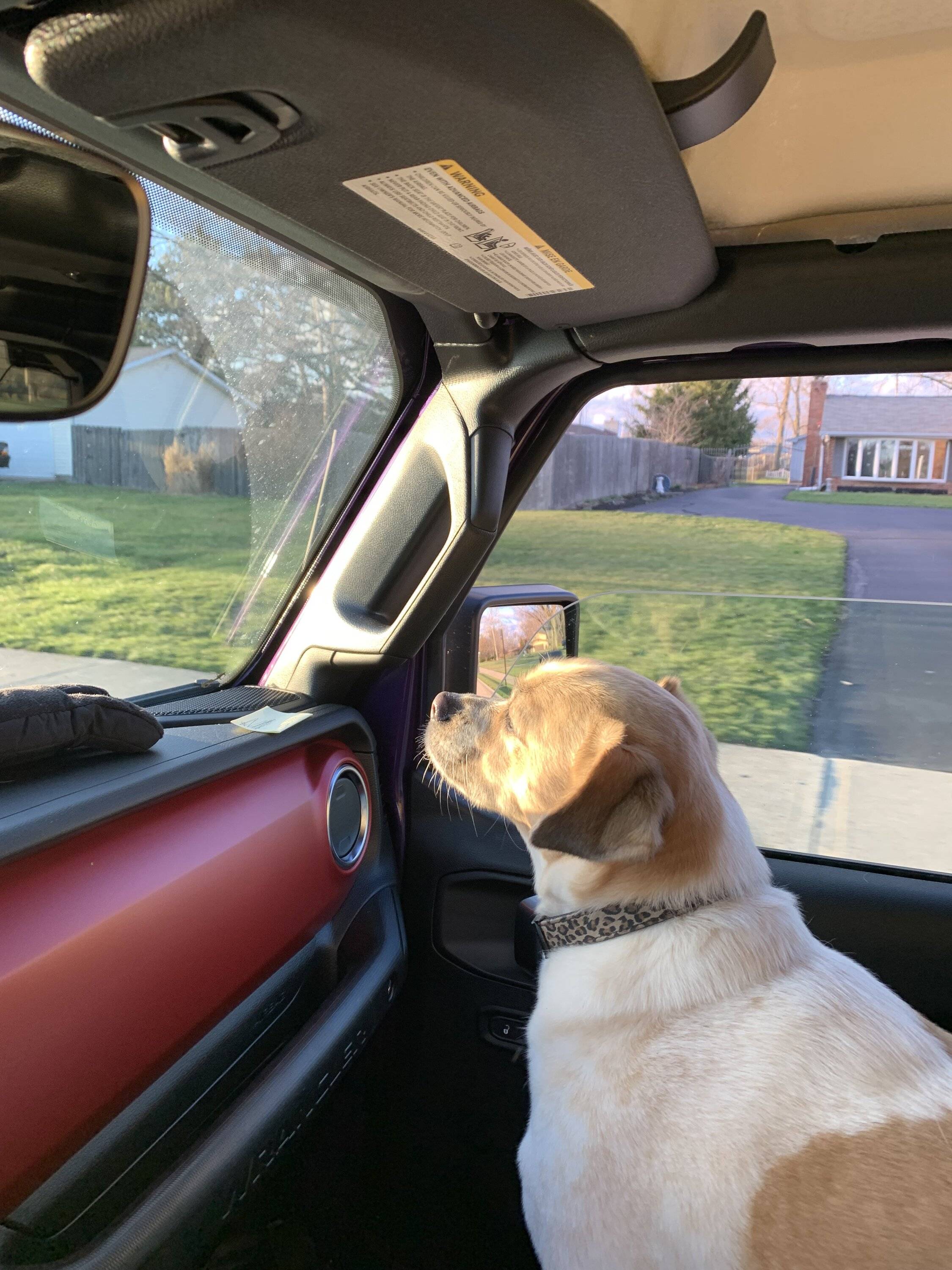Jeep Wrangler JL Jeep Dog pics IMG_1143.JPG