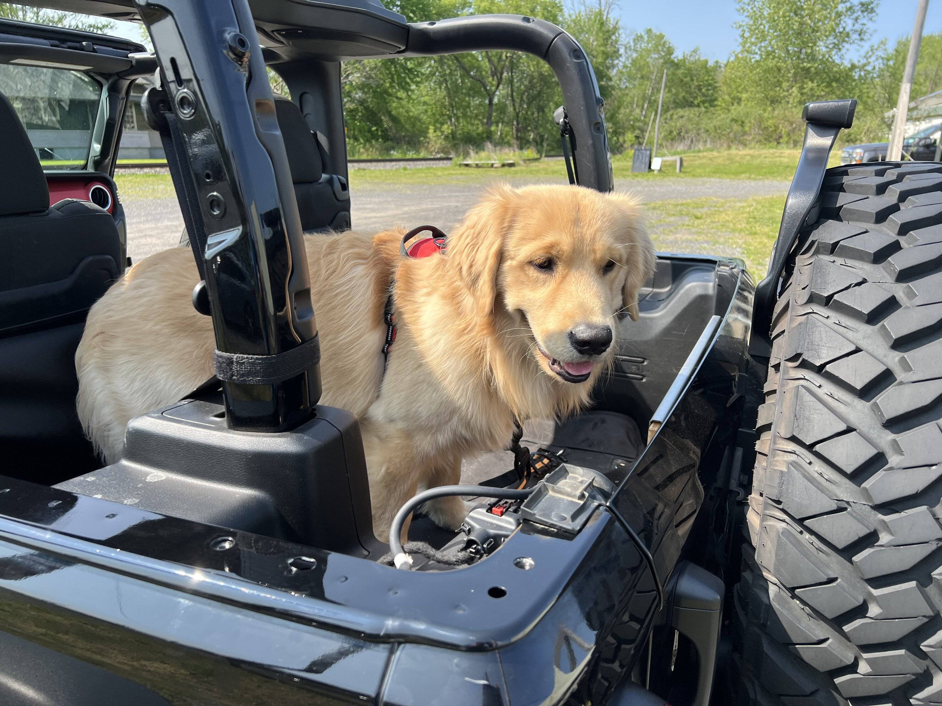 Jeep Wrangler JL Jeep Dog pics 62230166-53C6-4062-A1DD-D29F32BF85BC