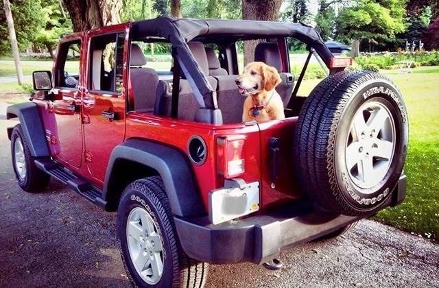 Jeep Wrangler JL Jeep Dog pics Jeep2