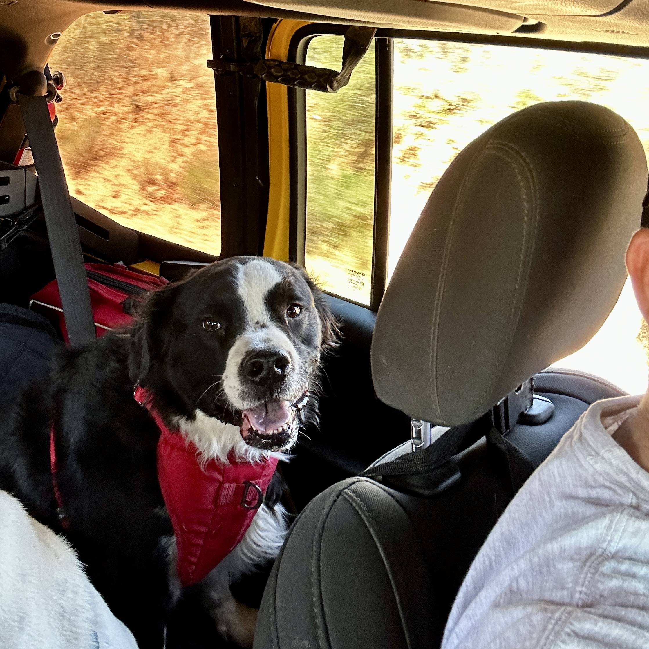 Jeep Wrangler JL Jeep Dog pics Sox