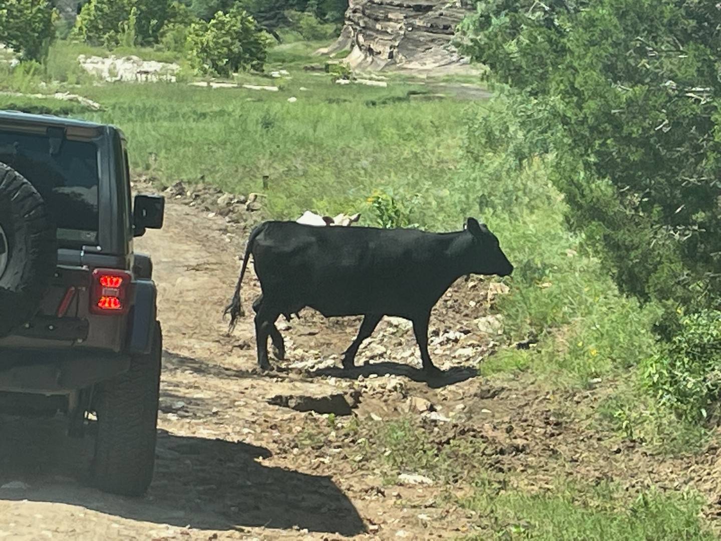 Jeep Wrangler JL Texas Wheeling 13 Janice - Cow 01