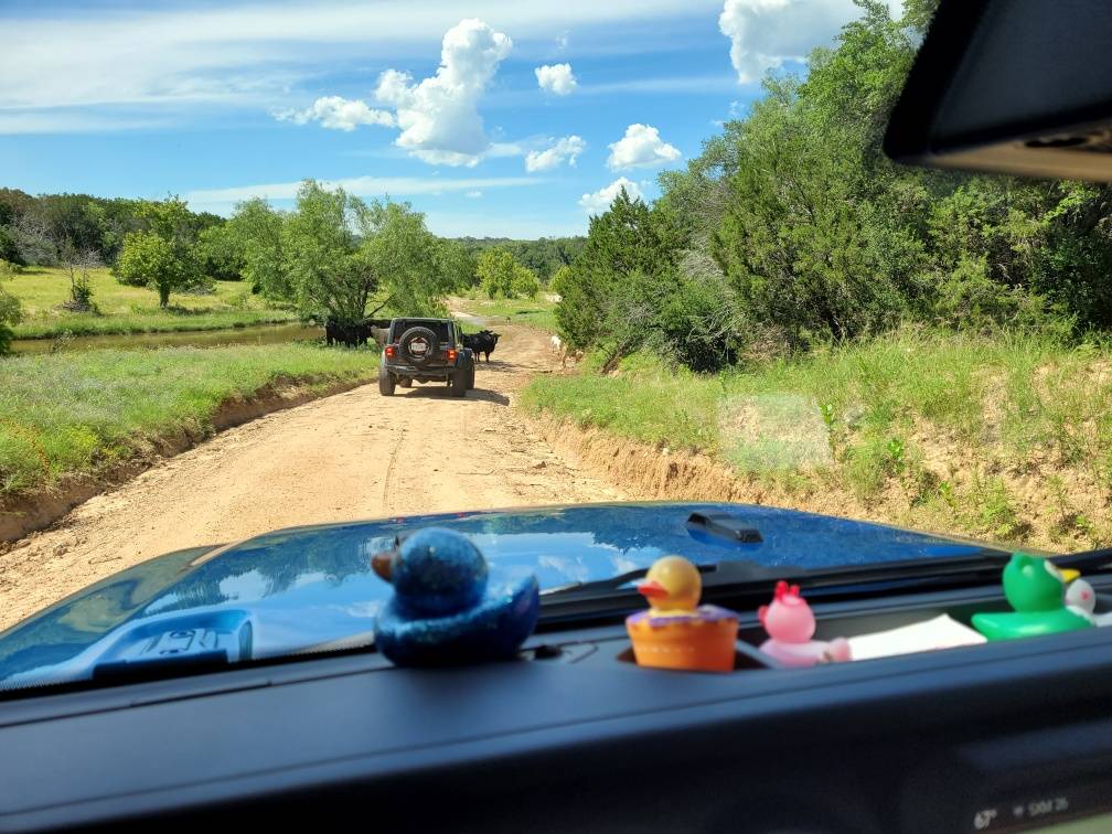 Jeep Wrangler JL Texas Wheeling 14 Jeff - Water Crossing - David - Cows 01