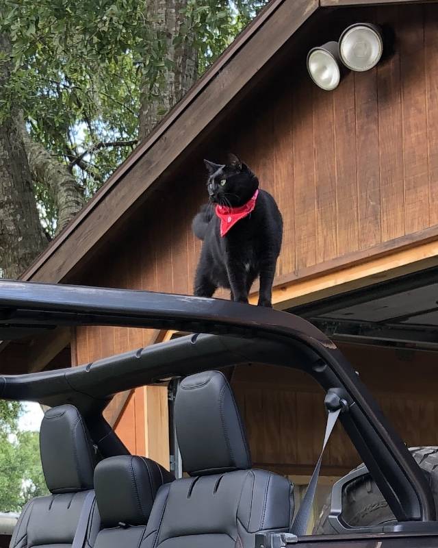 Jeep Wrangler JL Nesting Squirrels. ??? 76523359-2623-42EF-A437-8589F46D5482
