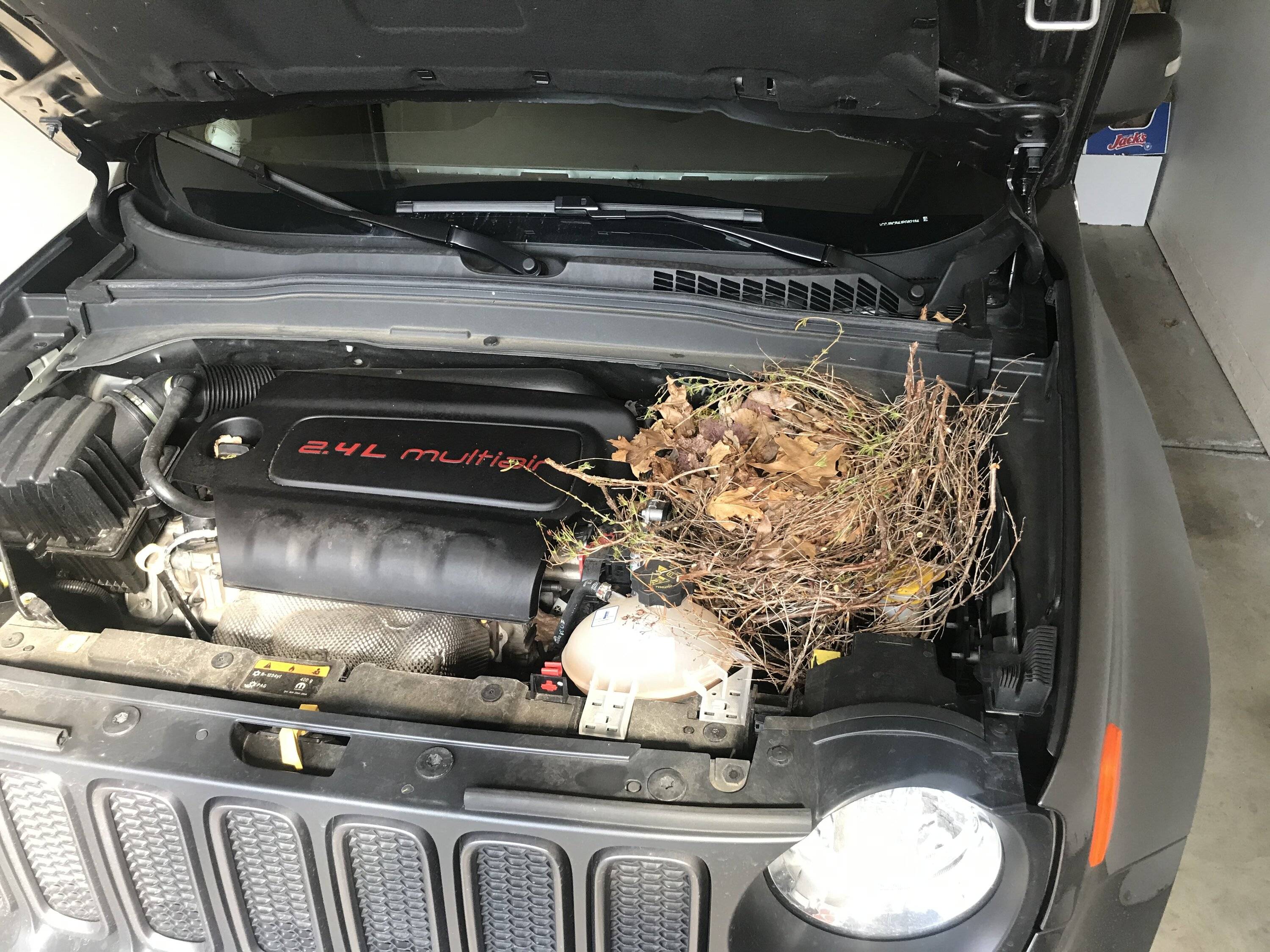 Jeep Wrangler JL Nesting Squirrels. ??? IMG_1436