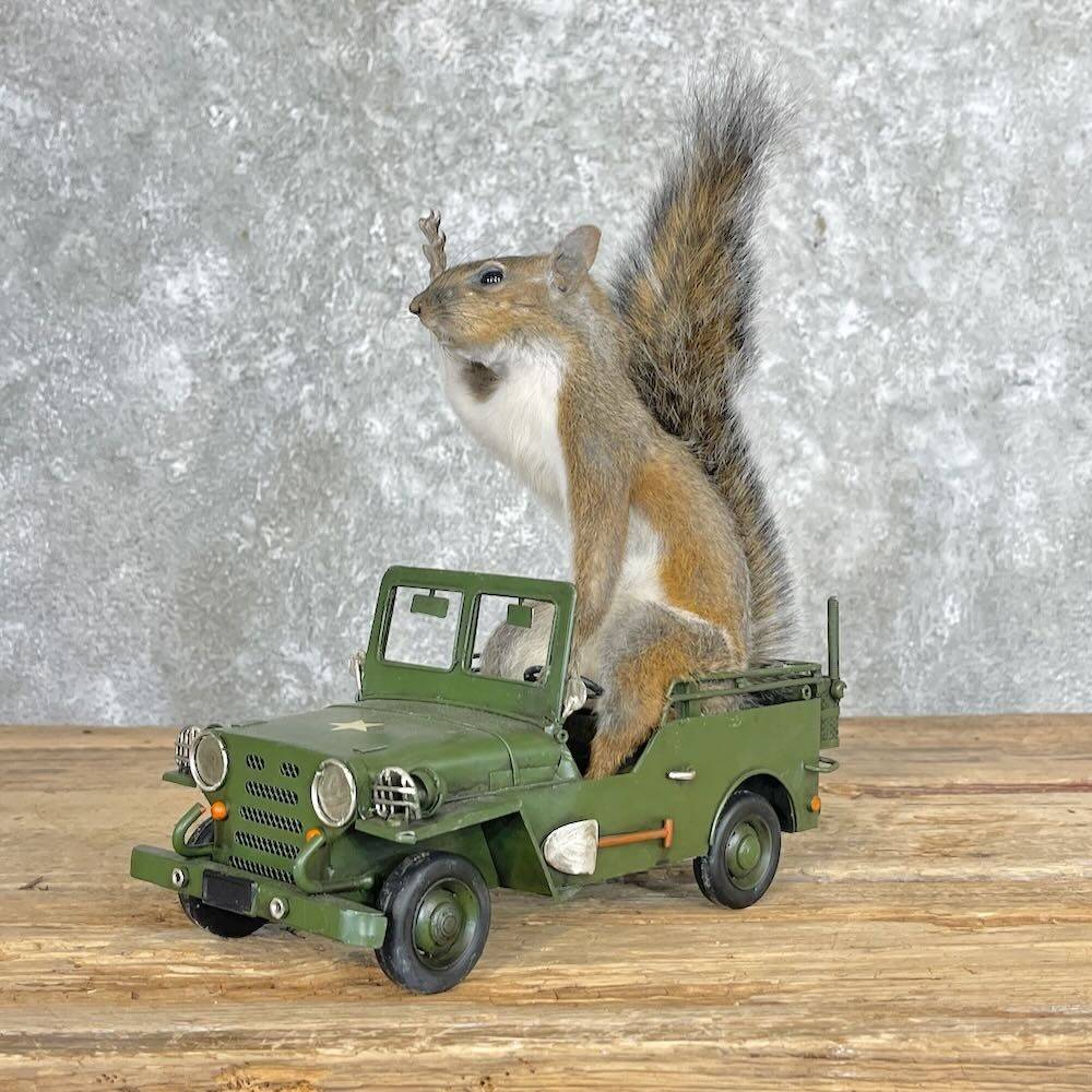 Jeep Wrangler JL Nesting Squirrels. ??? 1686616291037