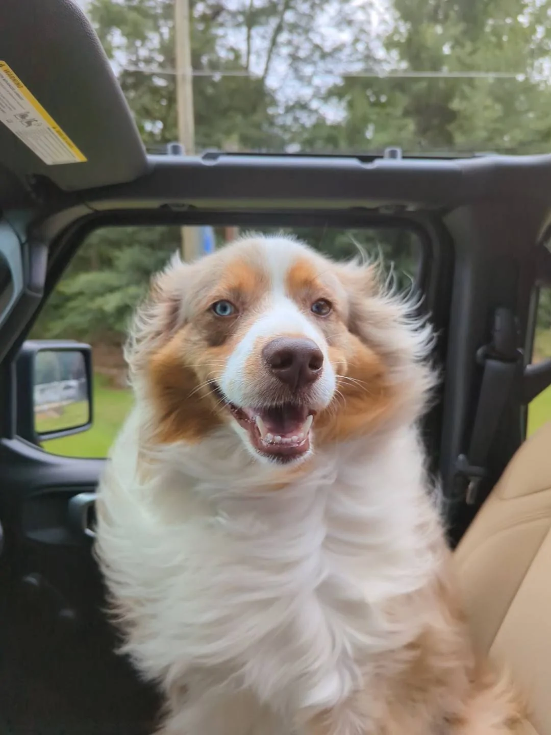 Jeep Wrangler JL Jeep Dog pics PXL_20230625_195633953.MP_exported_831