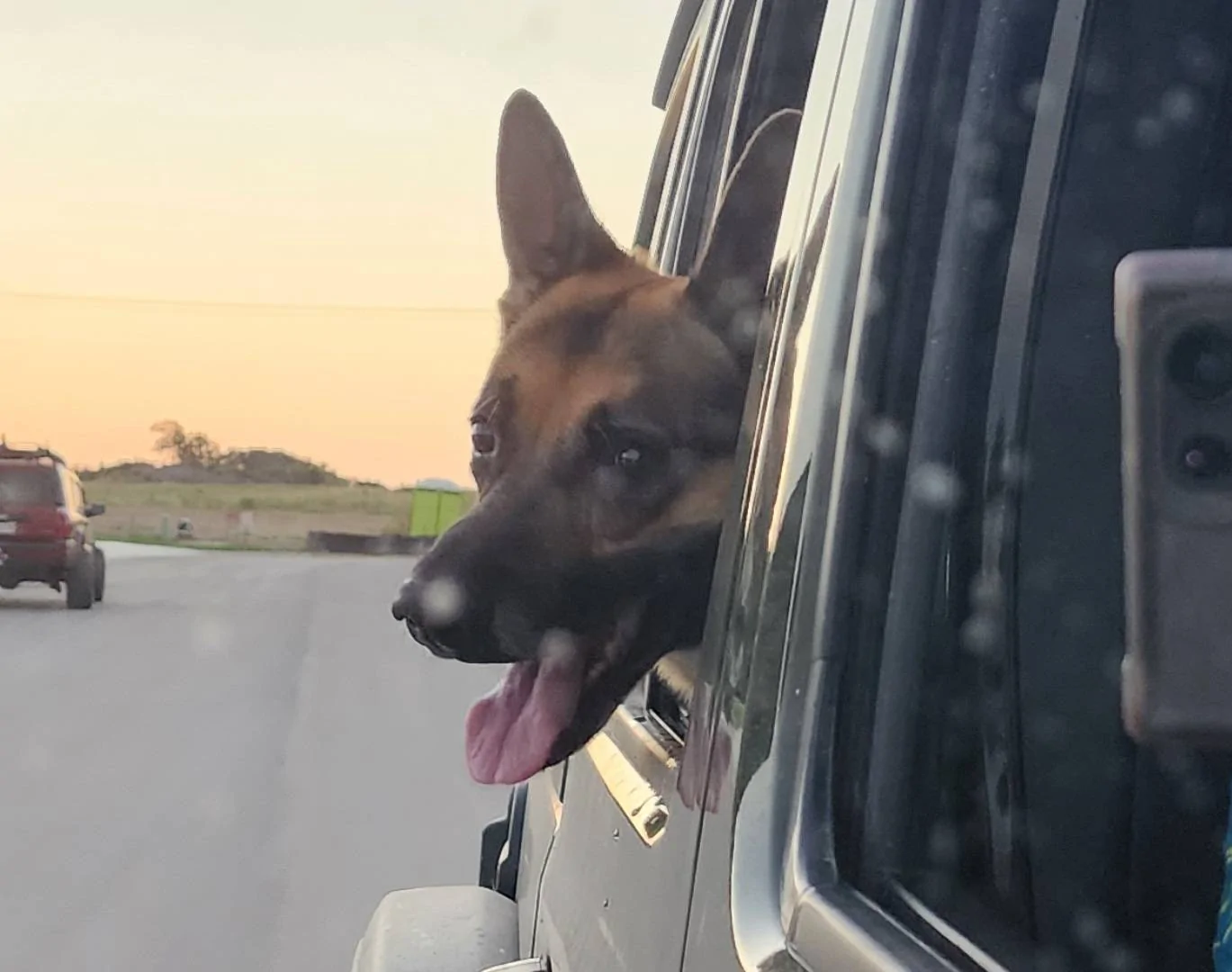 Jeep Wrangler JL Jeep Dog pics Screenshot_20230626_001858_Gallery
