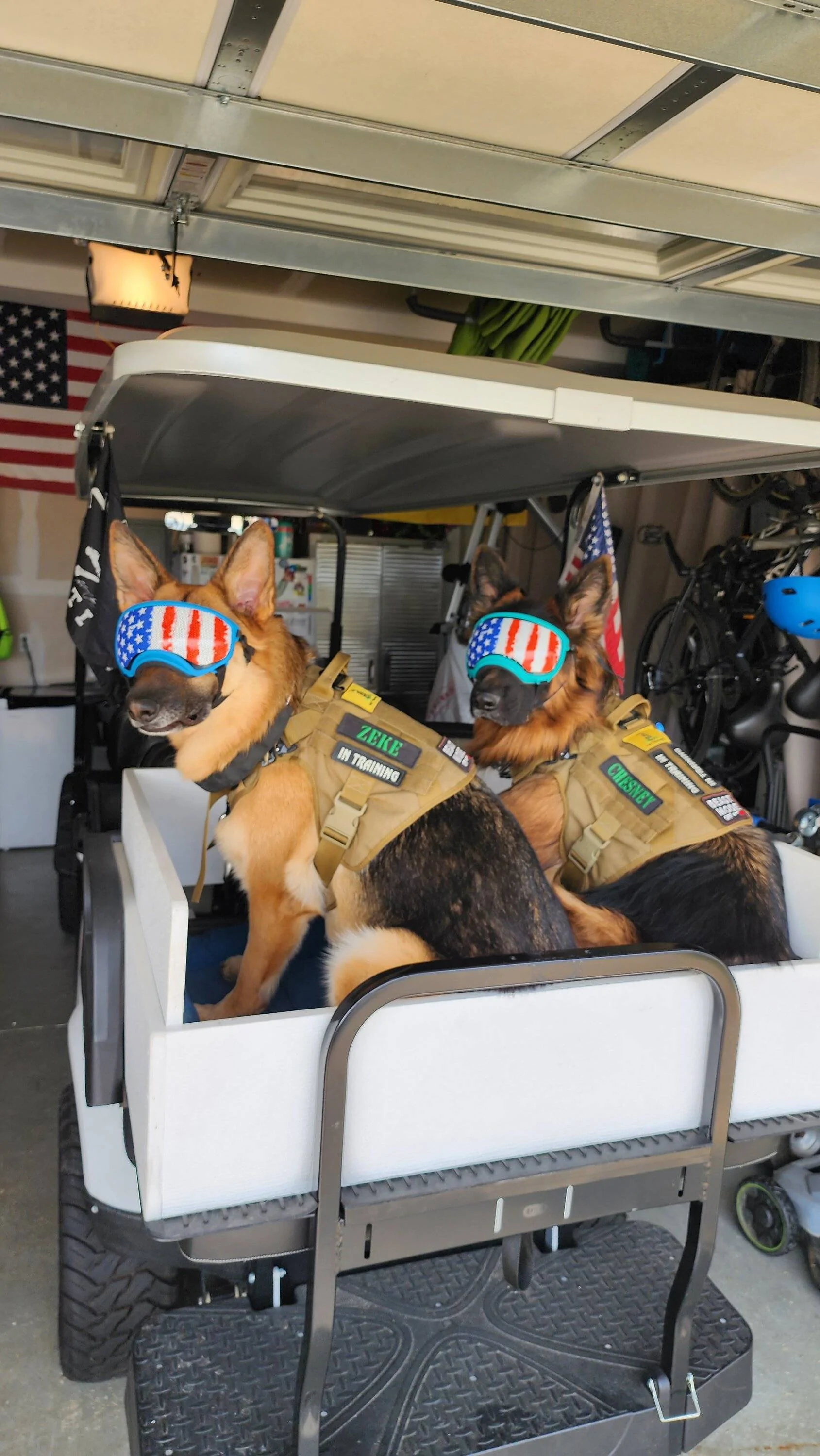 Jeep Wrangler JL Jeep Dog pics Zeke & Ches Rid