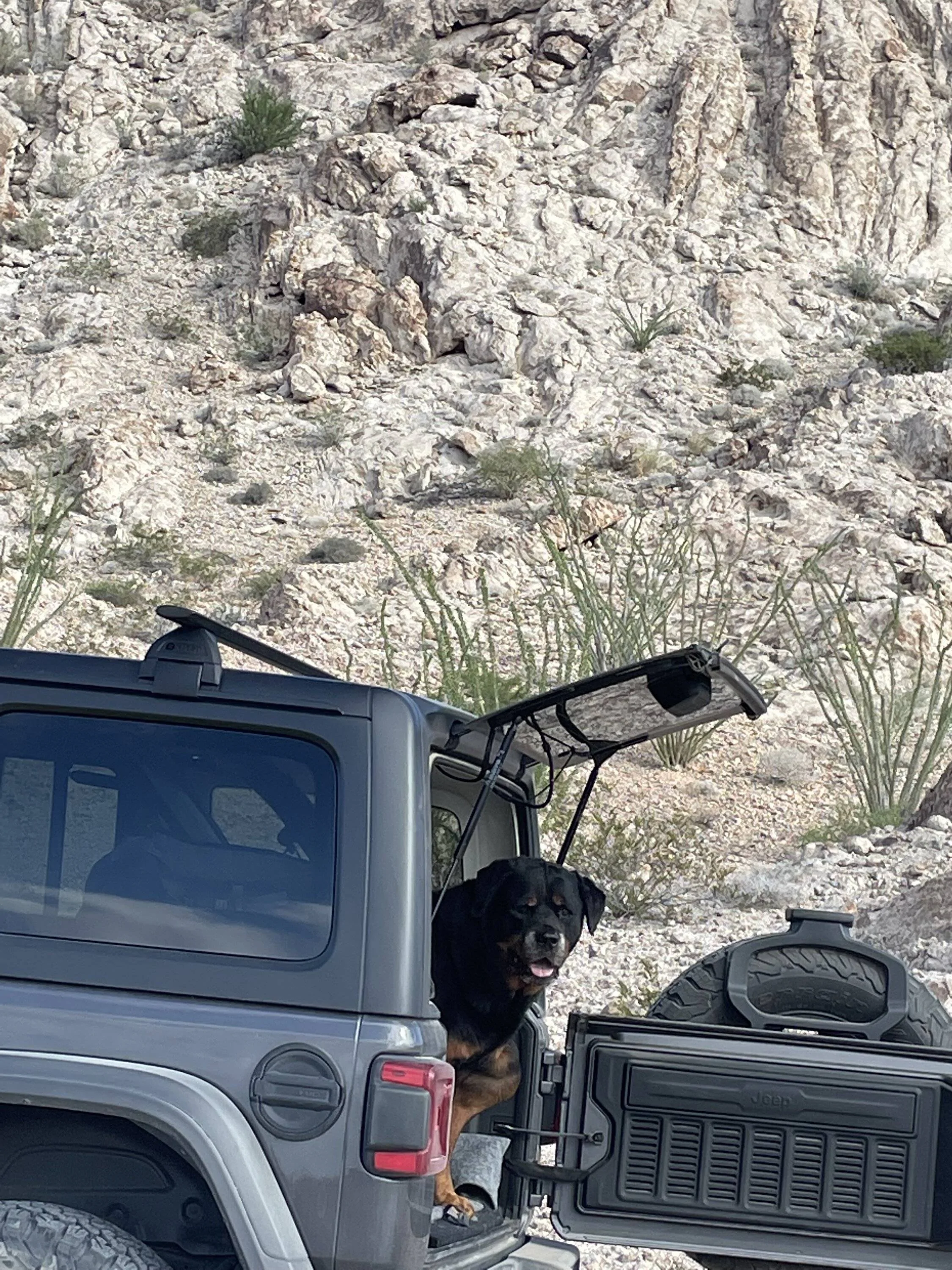 Jeep Wrangler JL Jeep Dog pics IMG_0481