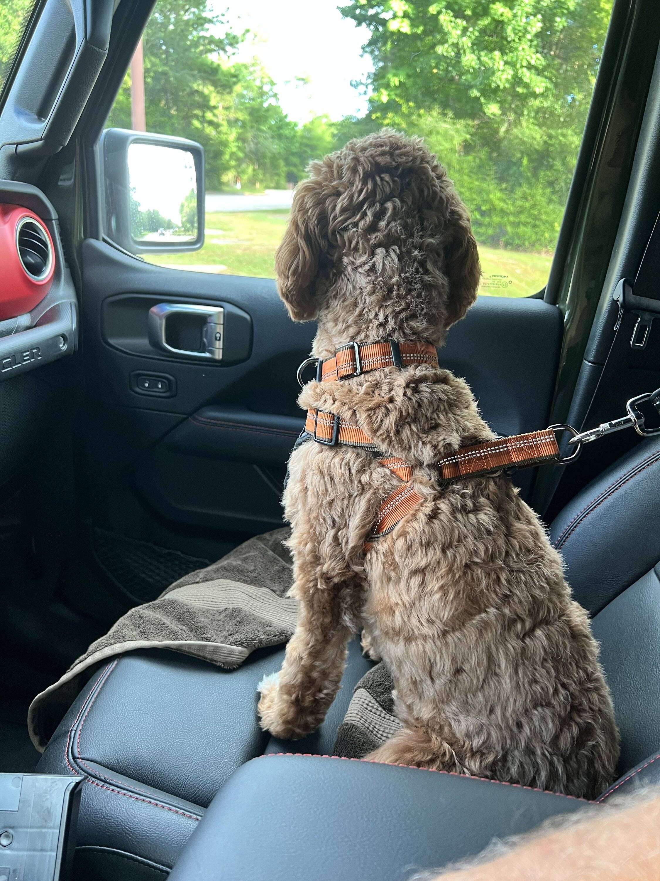 Jeep Wrangler JL Jeep Dog pics IMG_7893