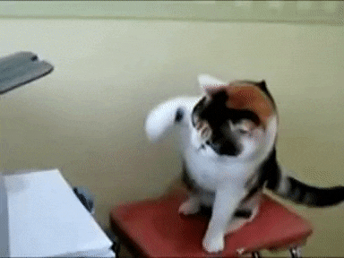 FaroffFreeAfricangoldencat-size_restricted.gif