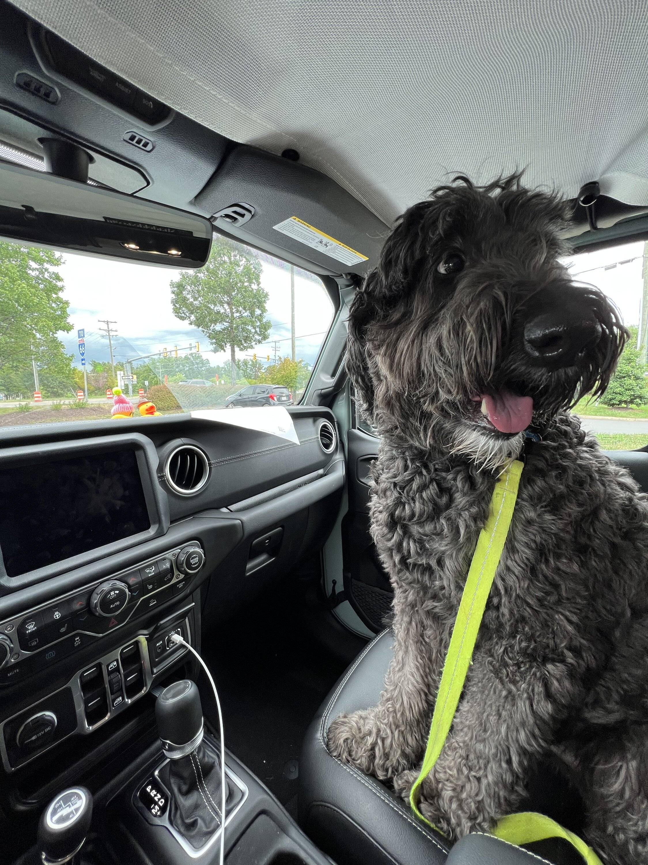 Jeep Wrangler JL Jeep Dog pics IMG_8608