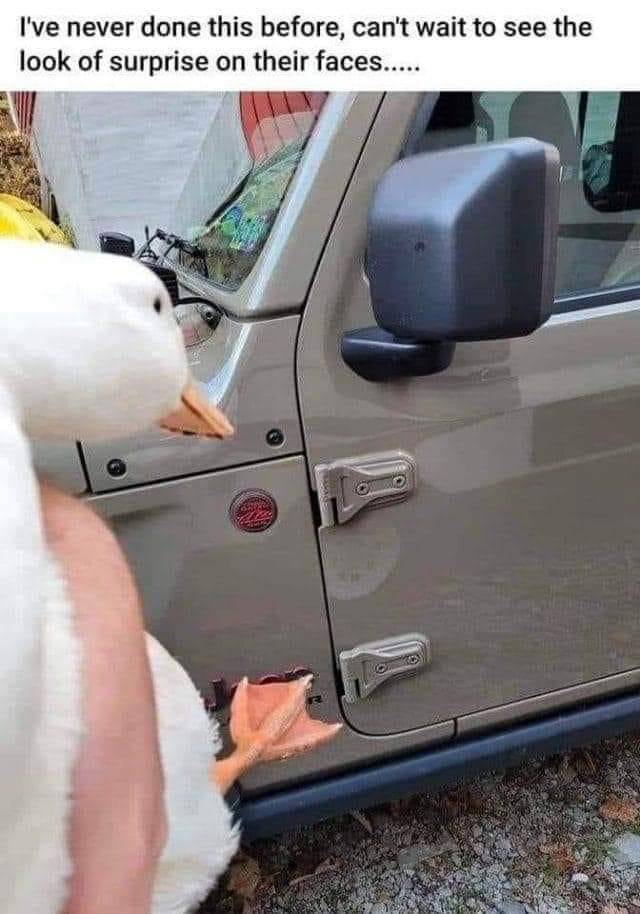 Jeep Wrangler JL Are tiny ducks a new thing? (really tiny!) 007F3DA0-C800-4417-8340-12896A783DD7
